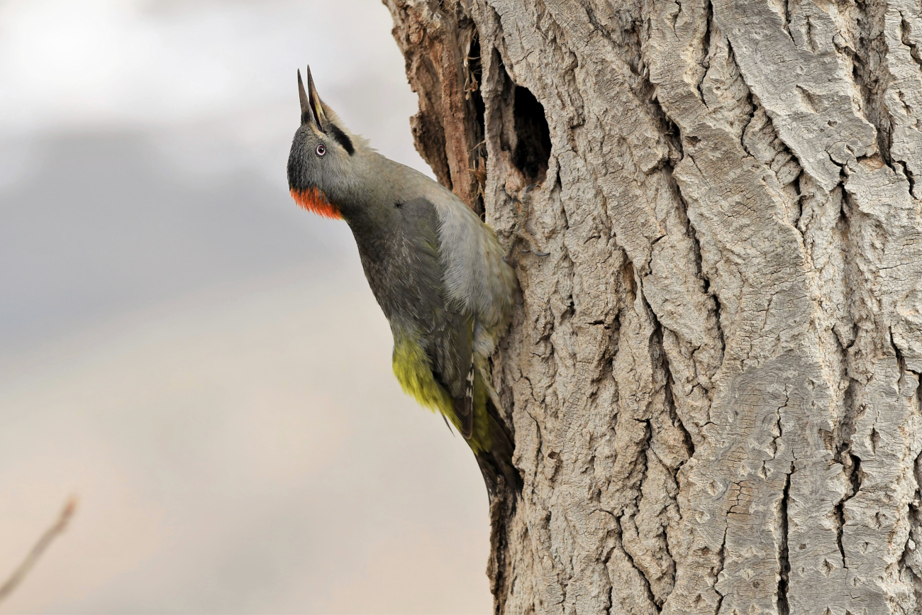 Picchio di Levaillant femm.