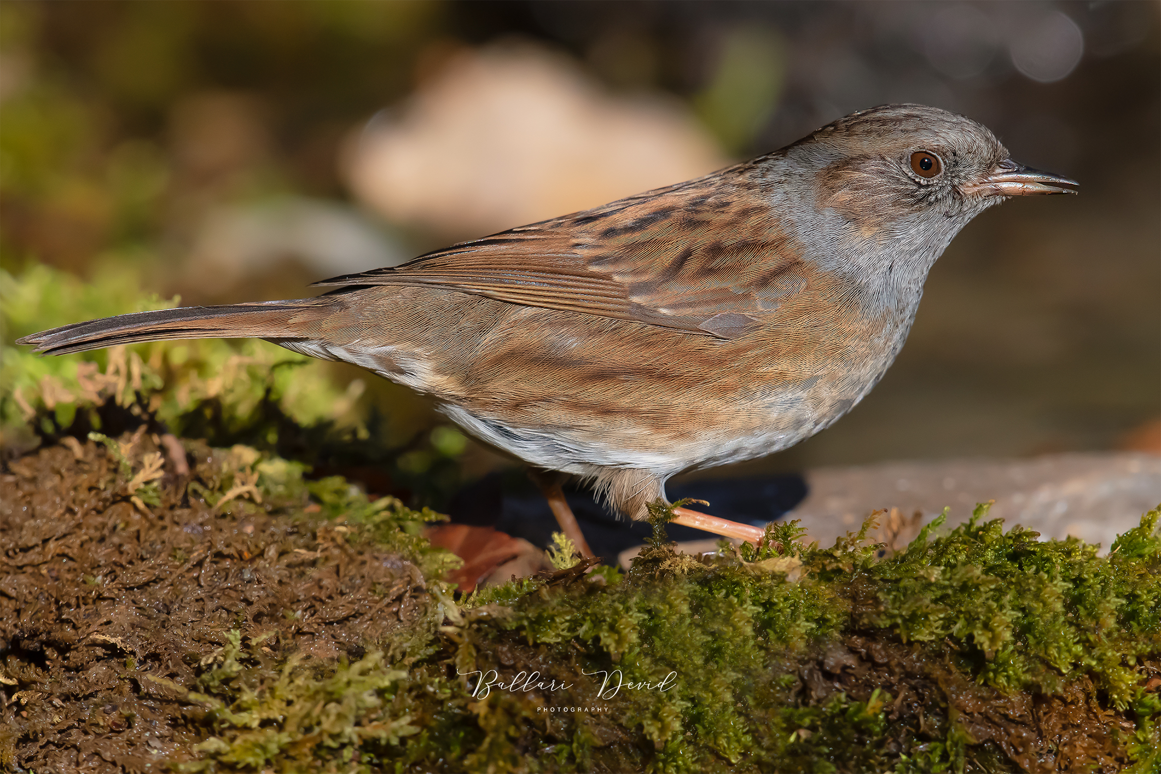 Plaice Dunnock