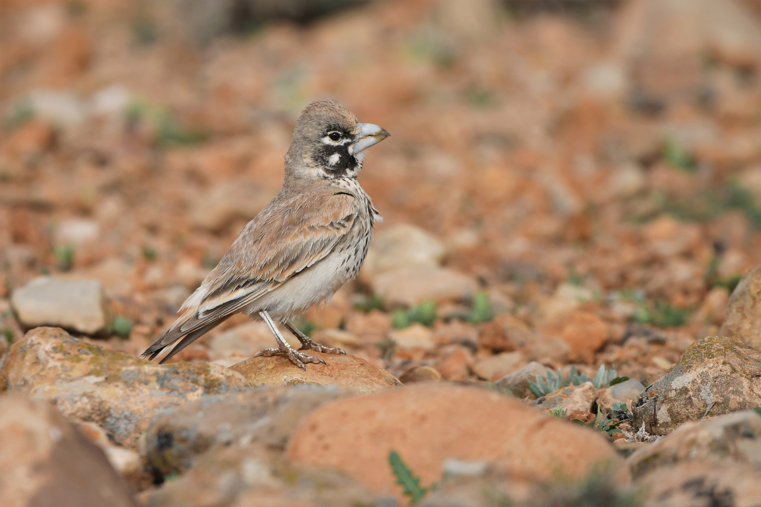 Allodola beccoforte, thick-billed lark