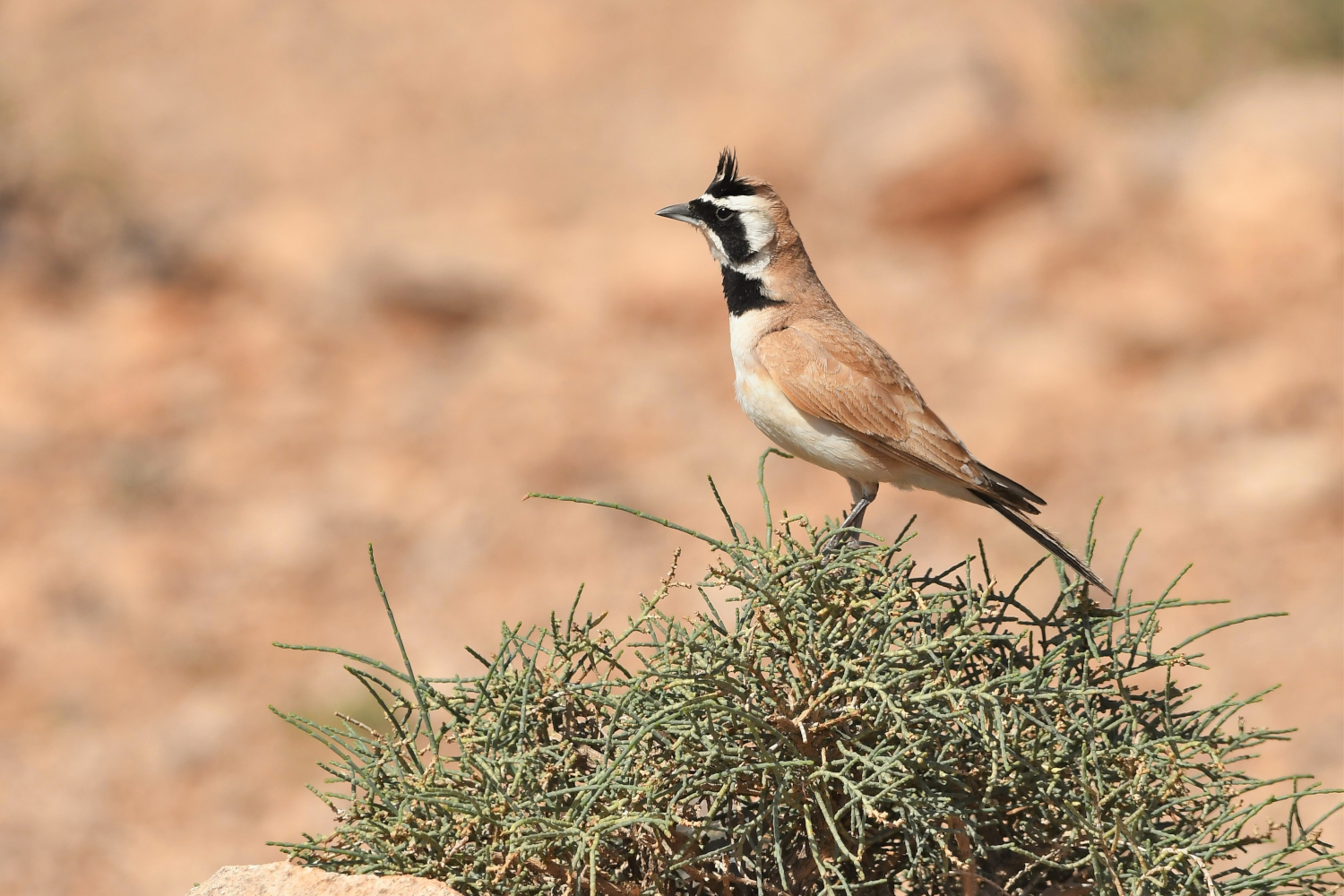 Allodola di Temminck, temminck's lark
