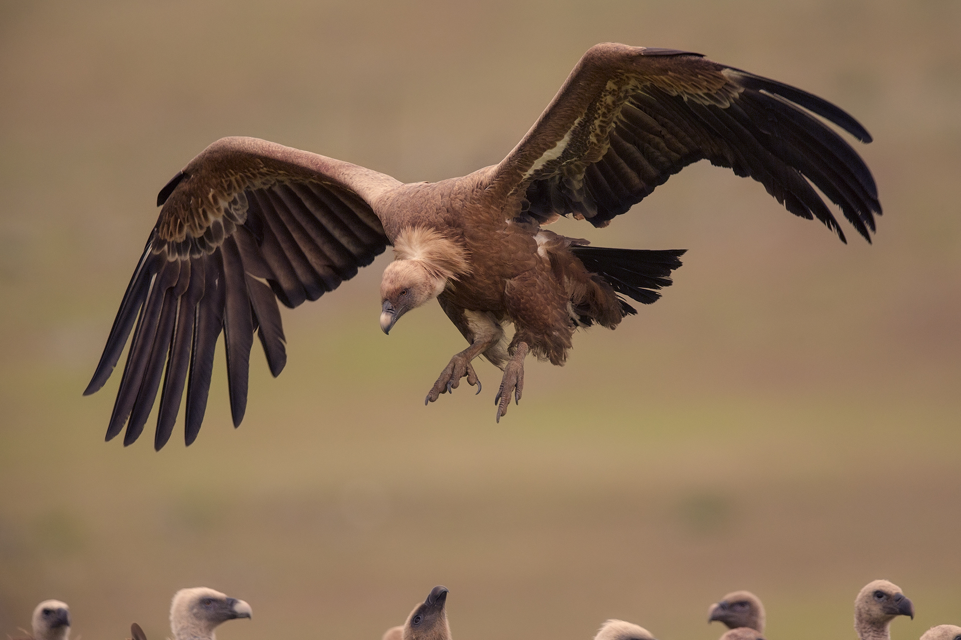 Grifone in atterragio