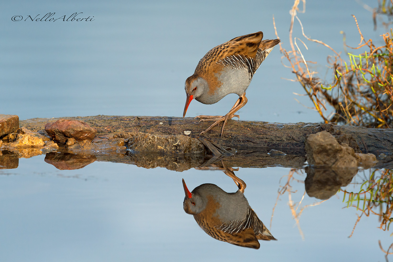 Porciglione Reflex 2018