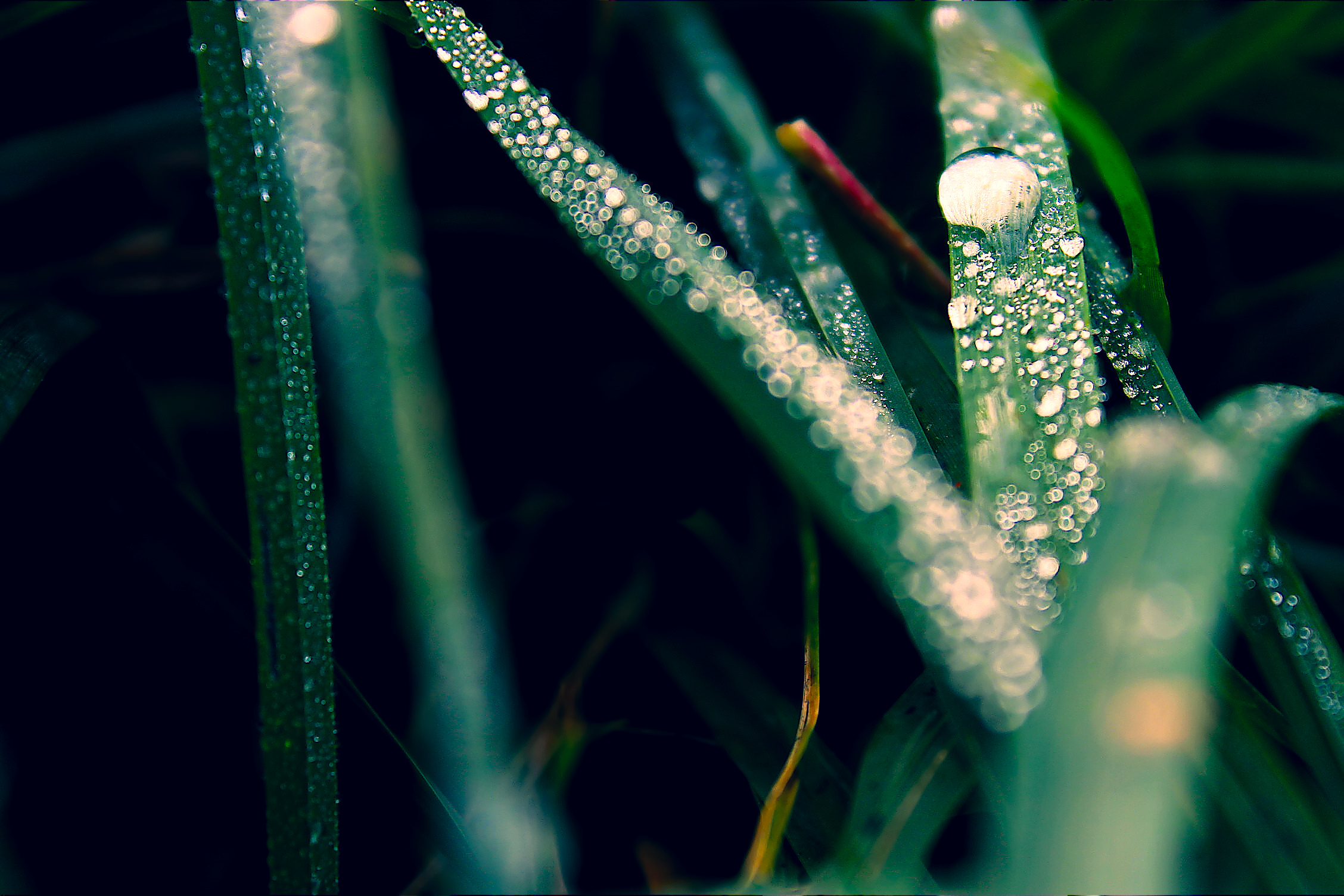 goccia su filo d'erba