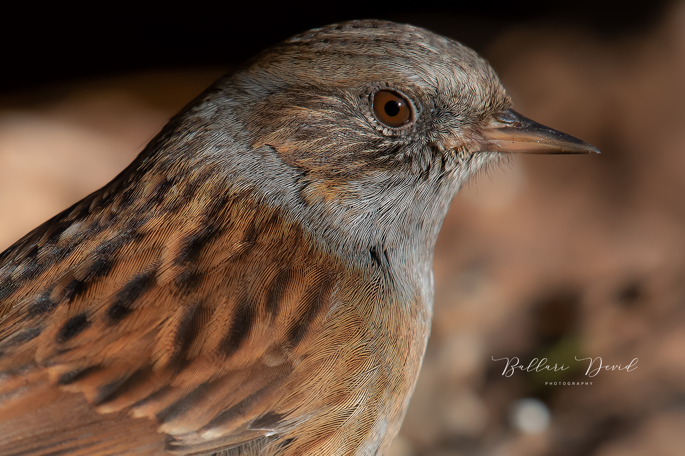 Plaice Dunnock
