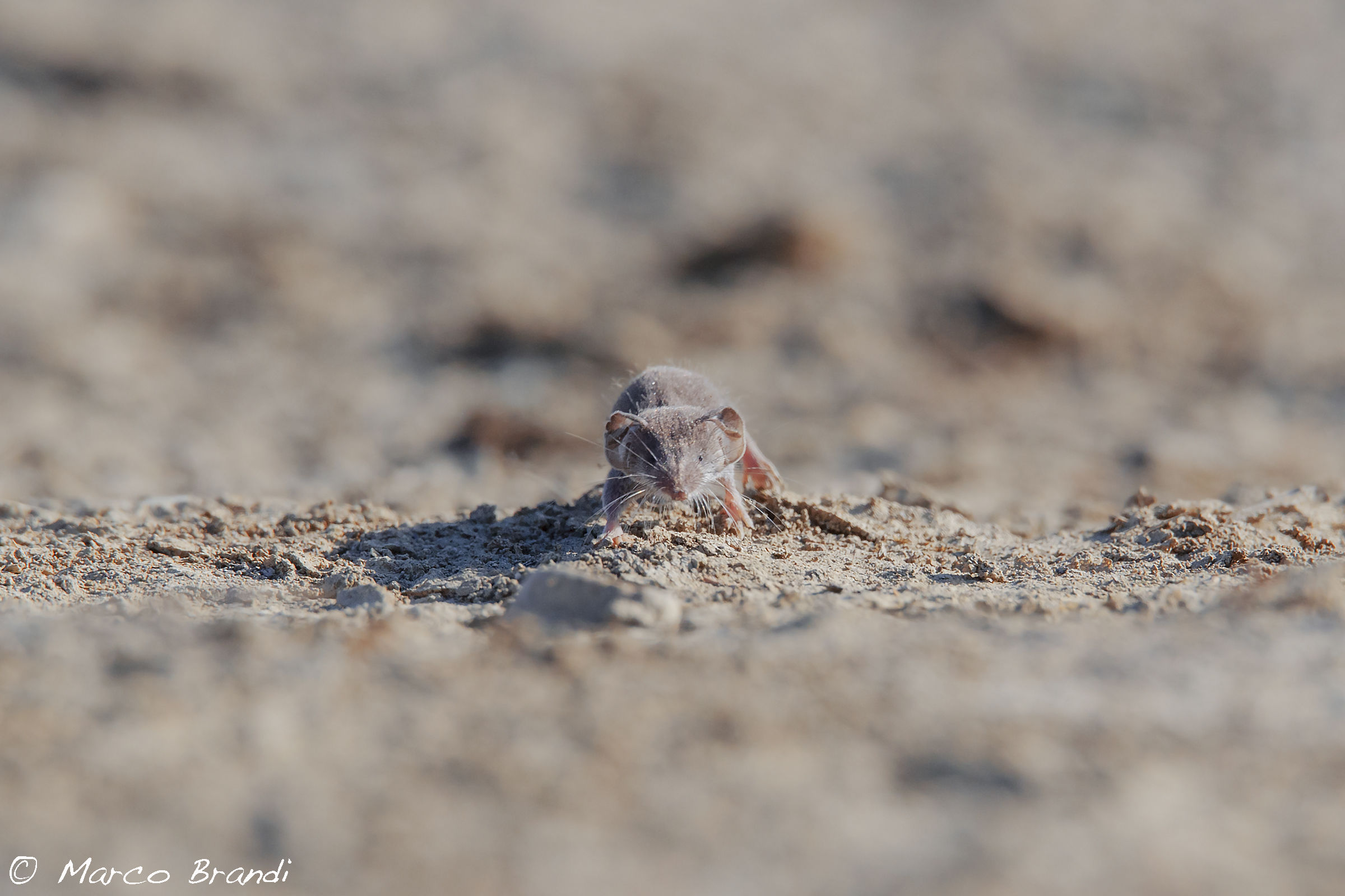 Mustiolo - Suncus etruscus