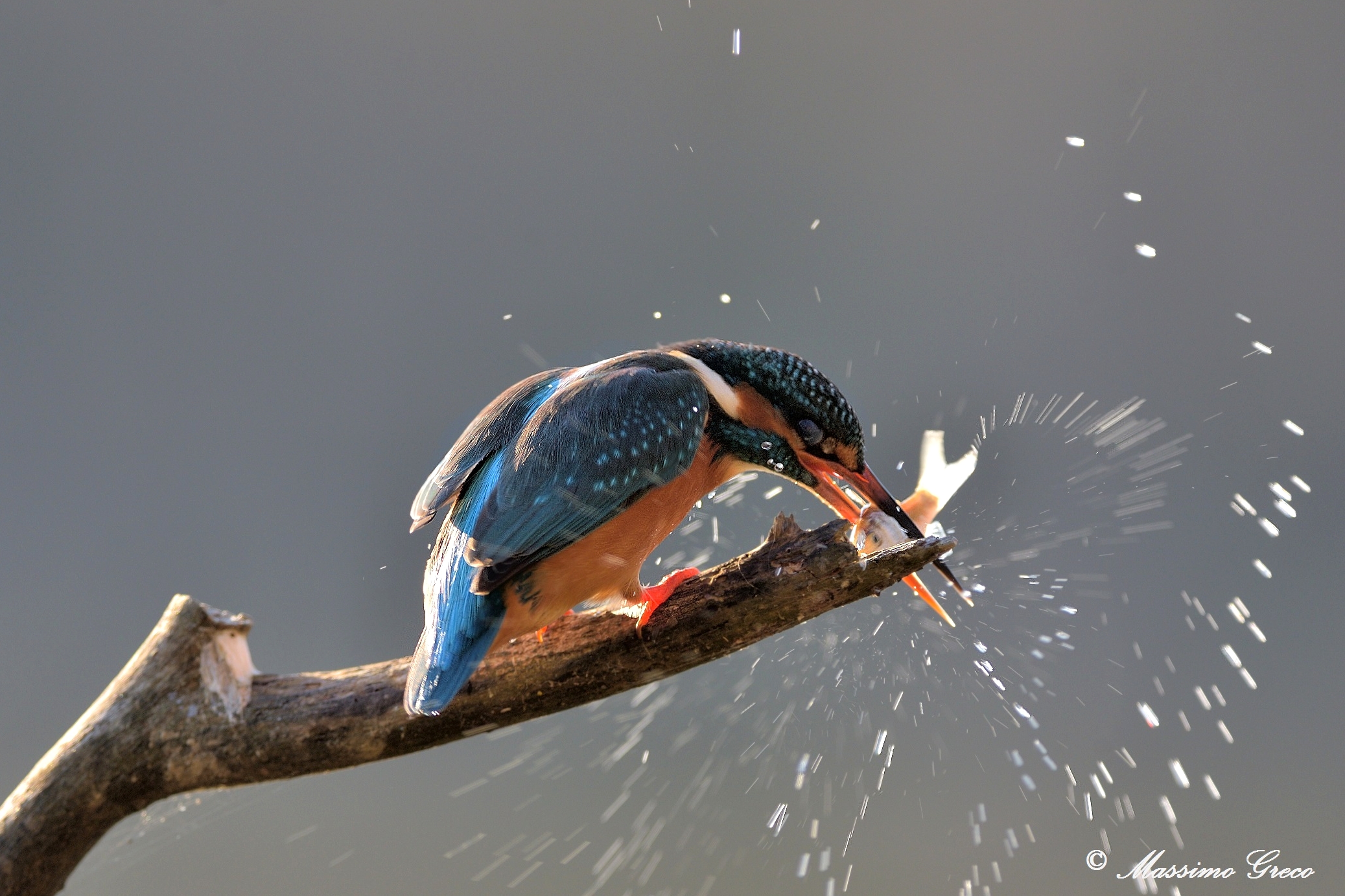 Come ti tramortisco il pesce