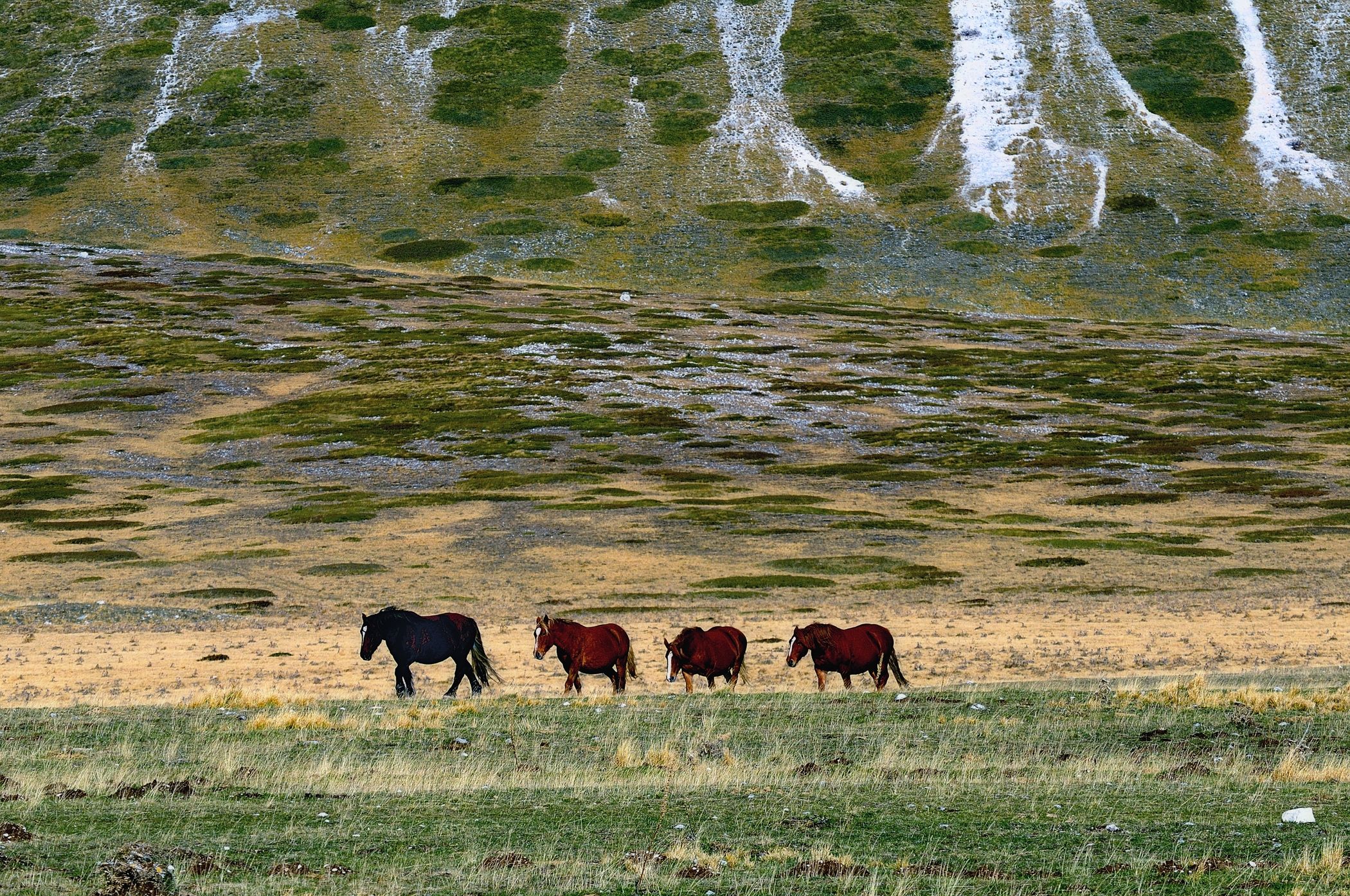 Campo Imperatore -  cavali
