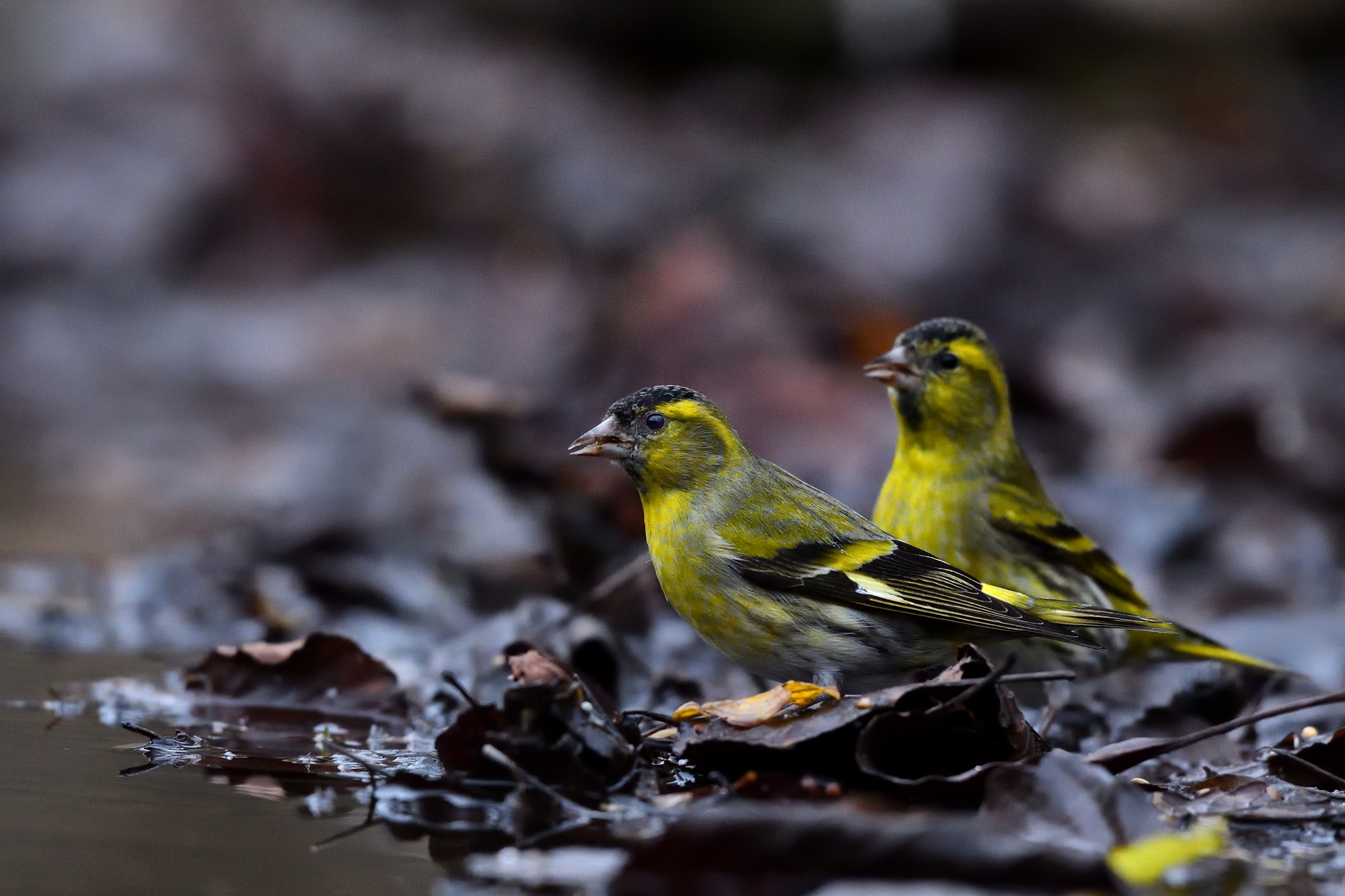 Male siskins...