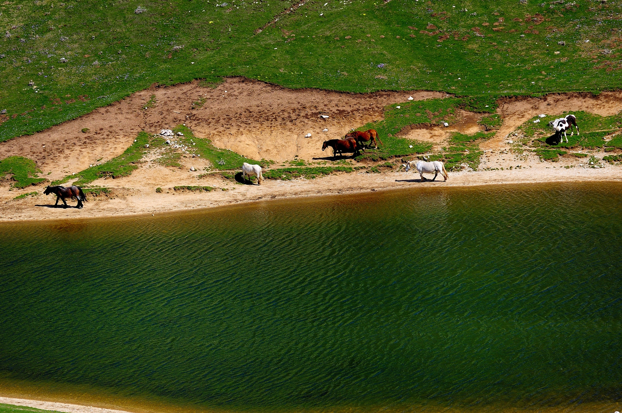 Campo Imperatore -  cavali