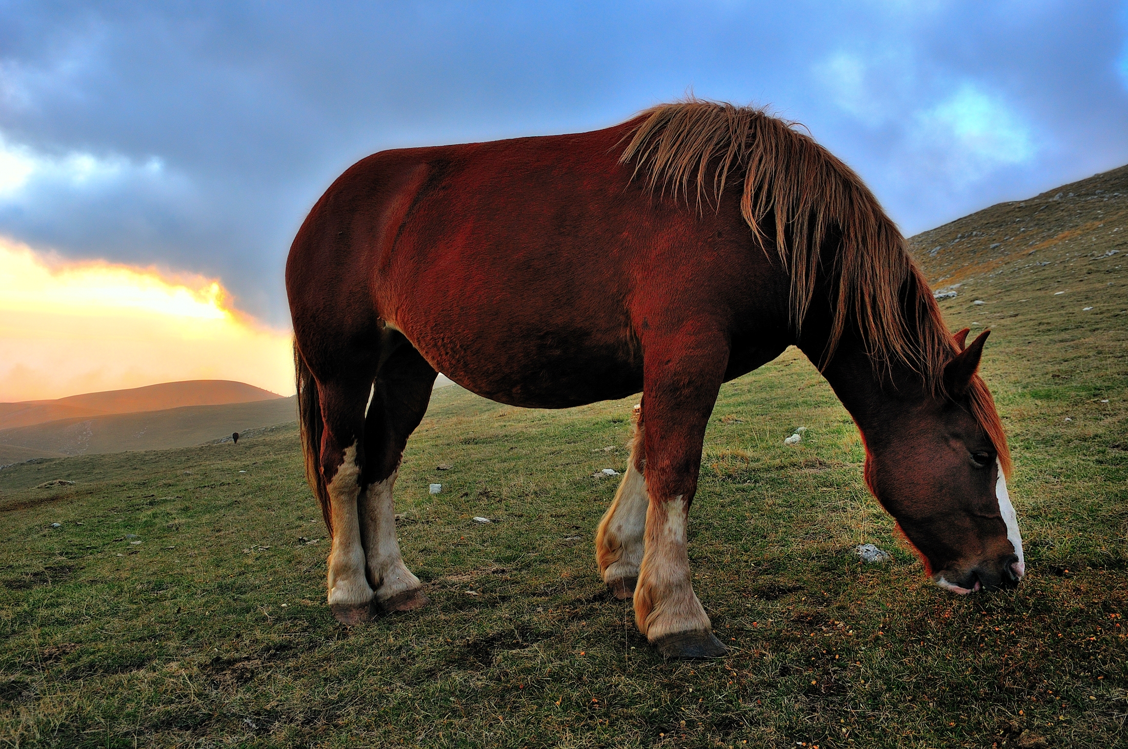 Campo Imperatore -  cavali