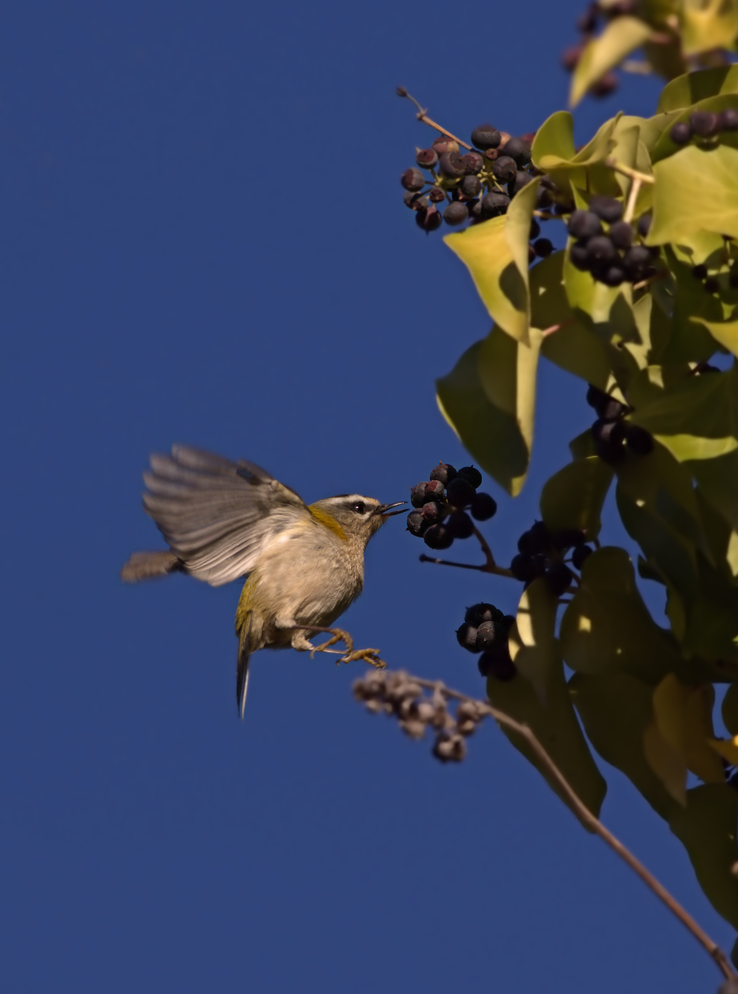 Firecrest in flight