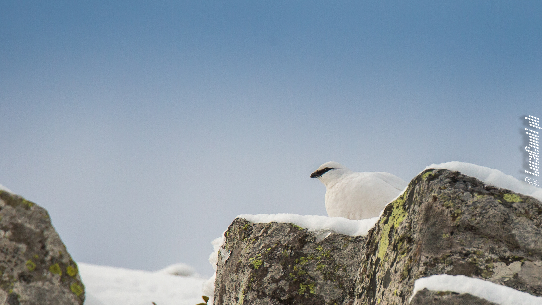 Maschio di Pernice bianca (Valsassina)
