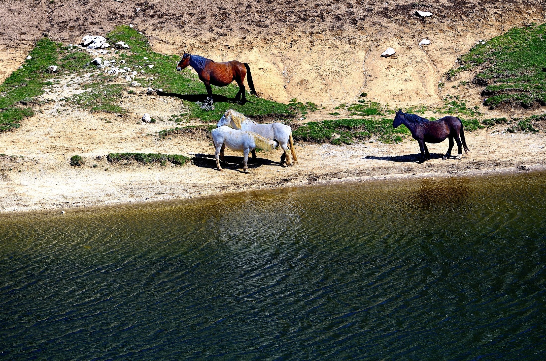 Campo Imperatore -  cavali