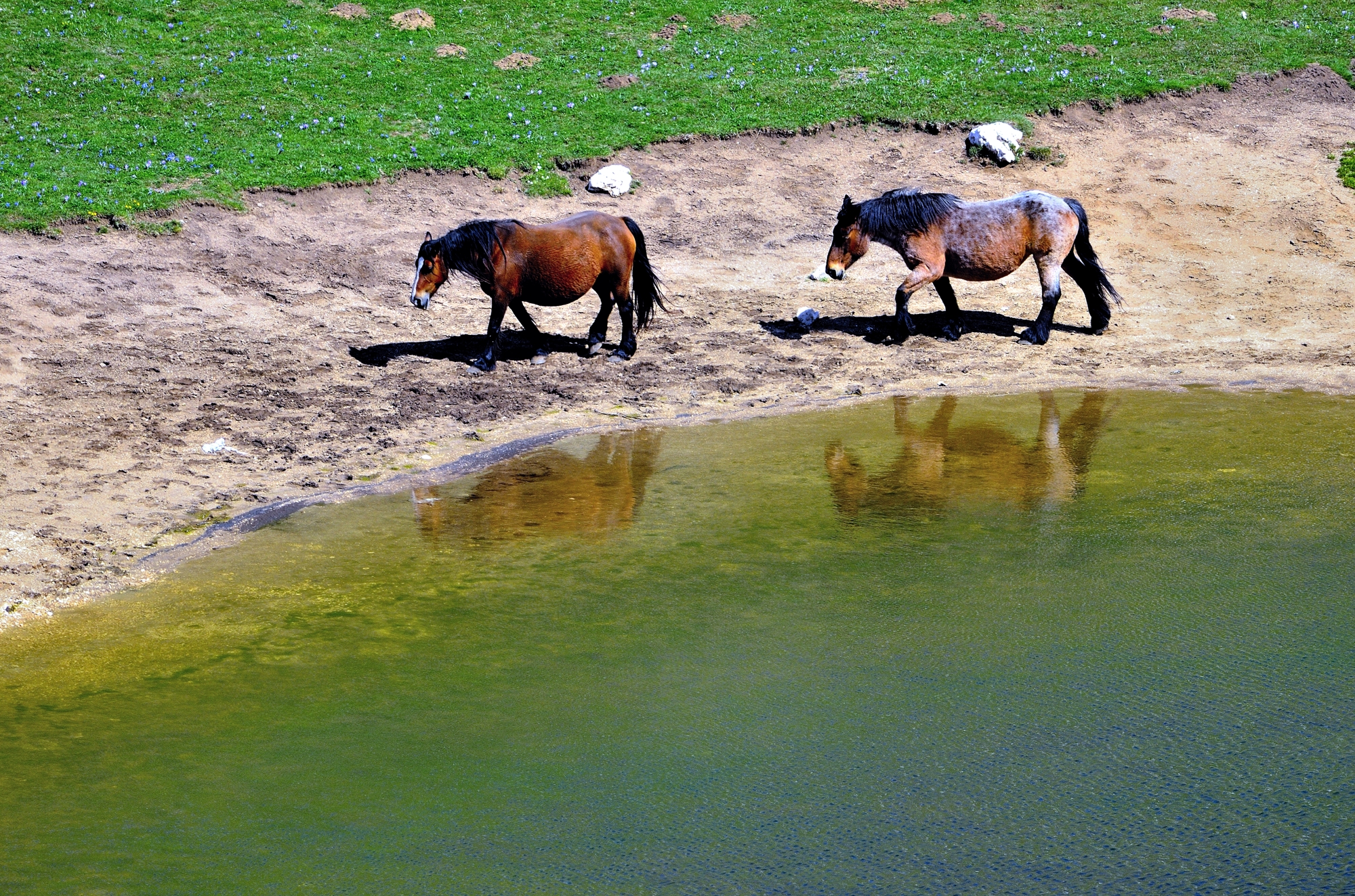 Campo Imperatore -  cavali