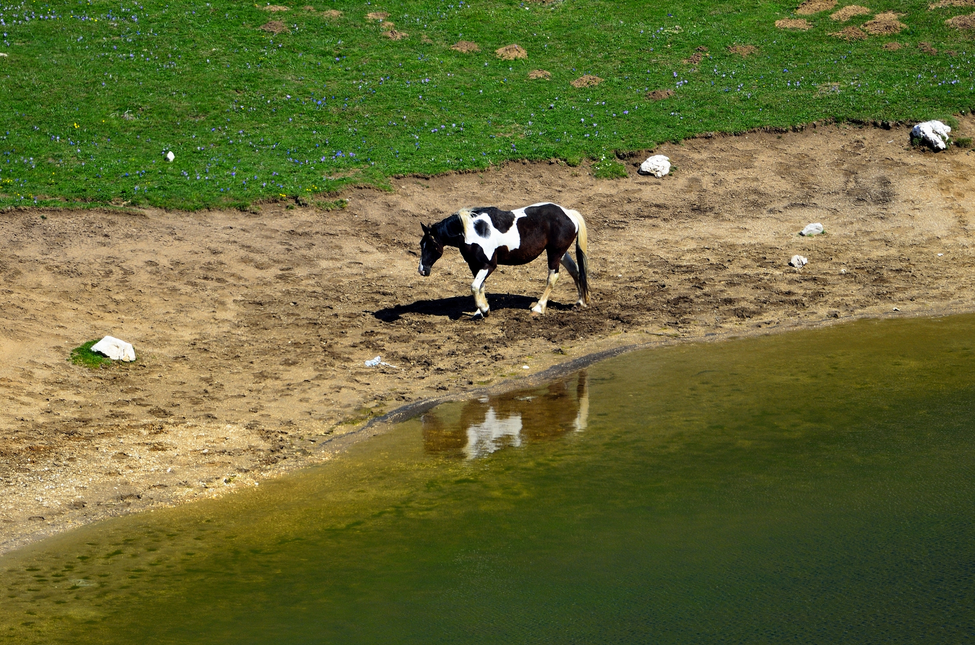Campo Imperatore -  cavali