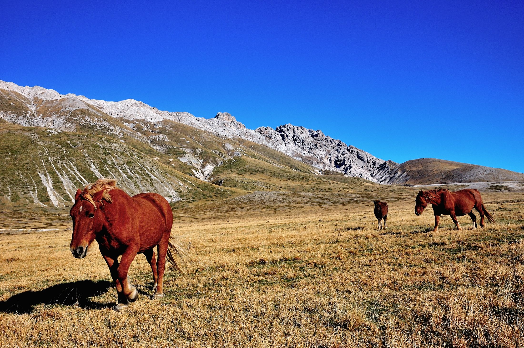 Campo Imperatore -  cavali