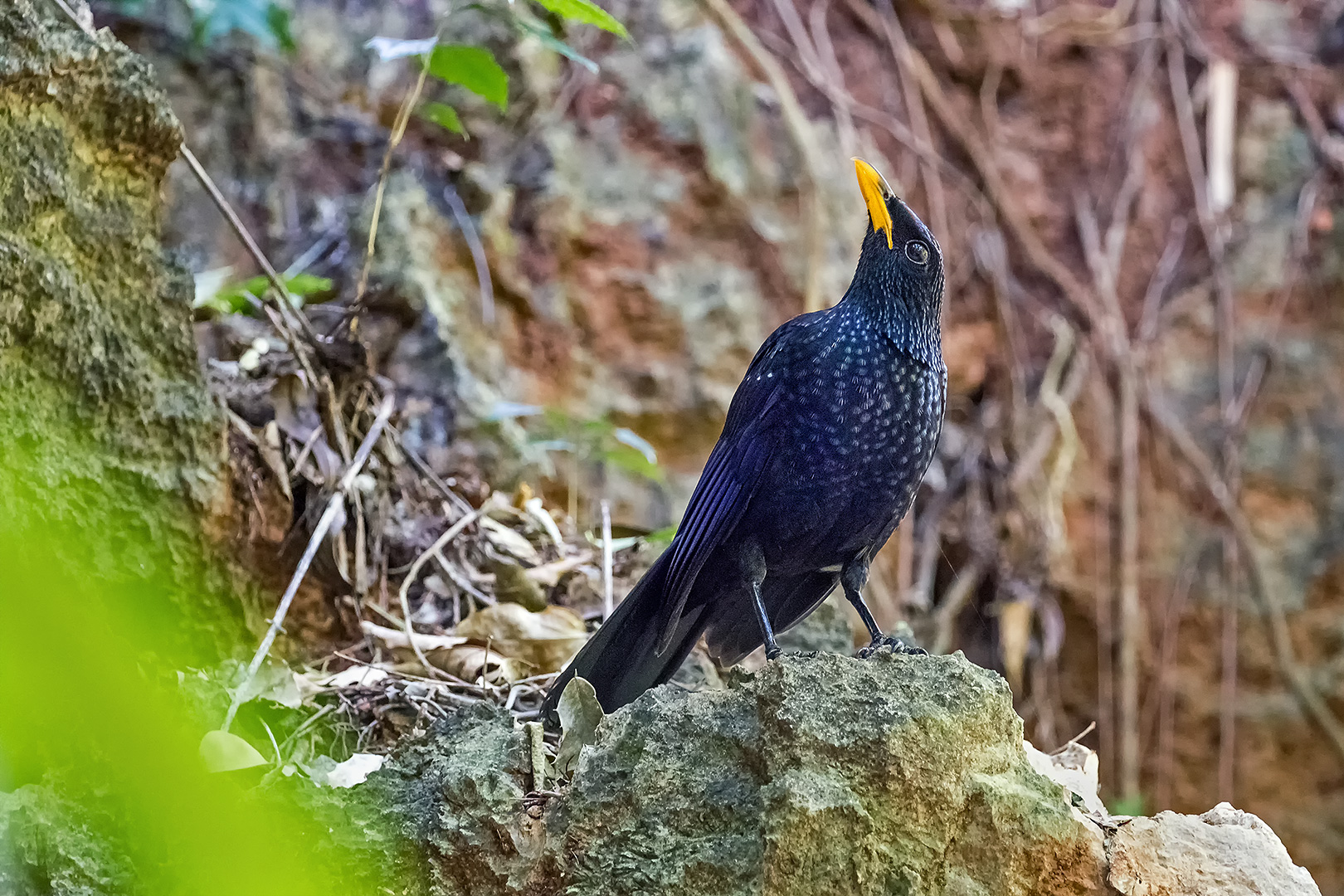 Blue Whistling-Thrush