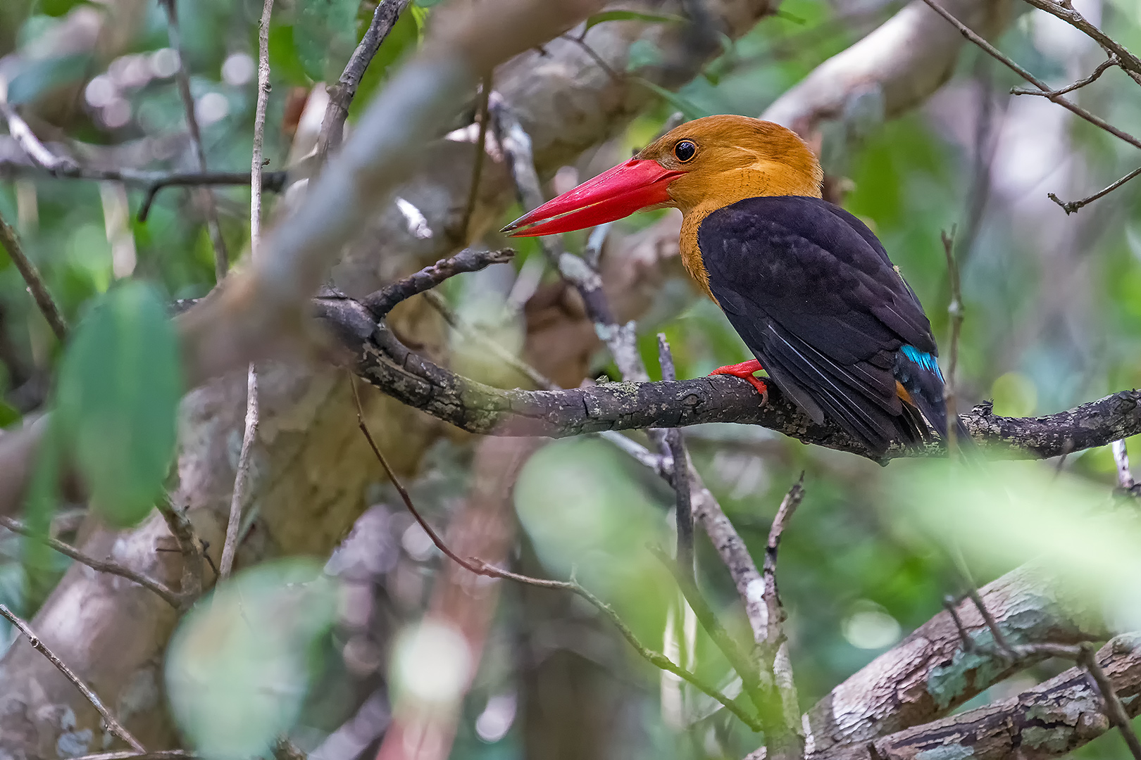 Brown-winged Kingfisher