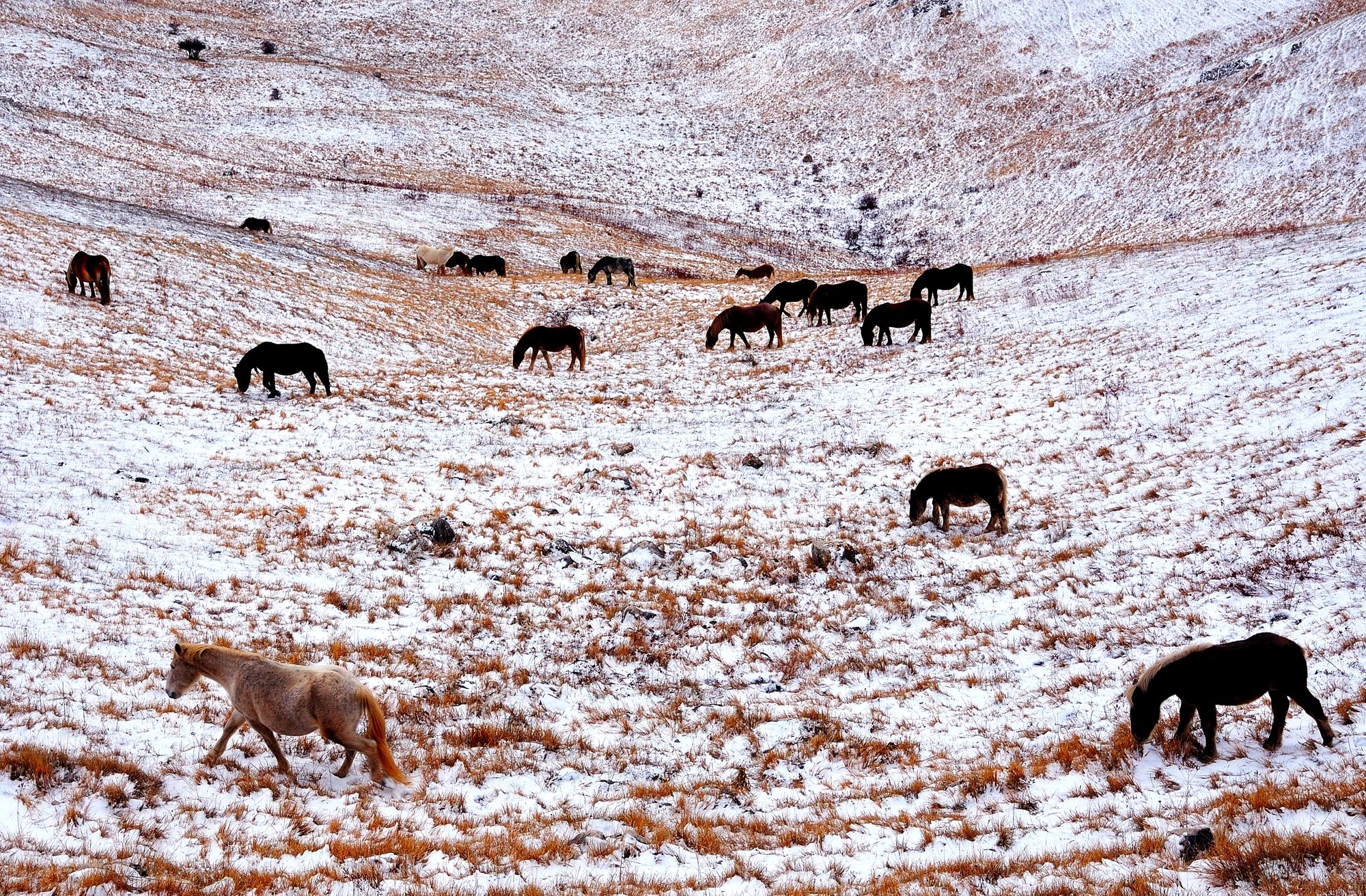 Campo Imperatore -  cavali