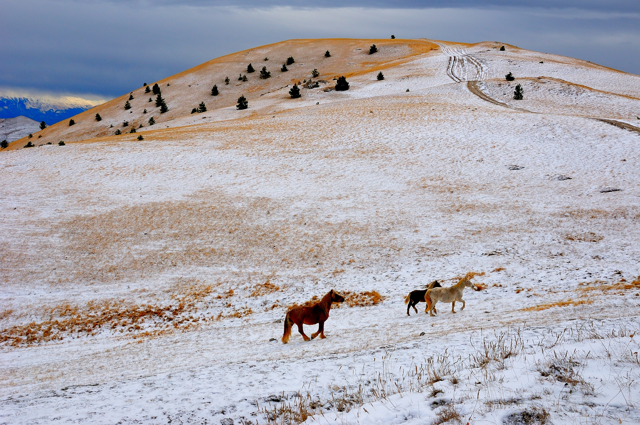 Campo Imperatore -  cavali