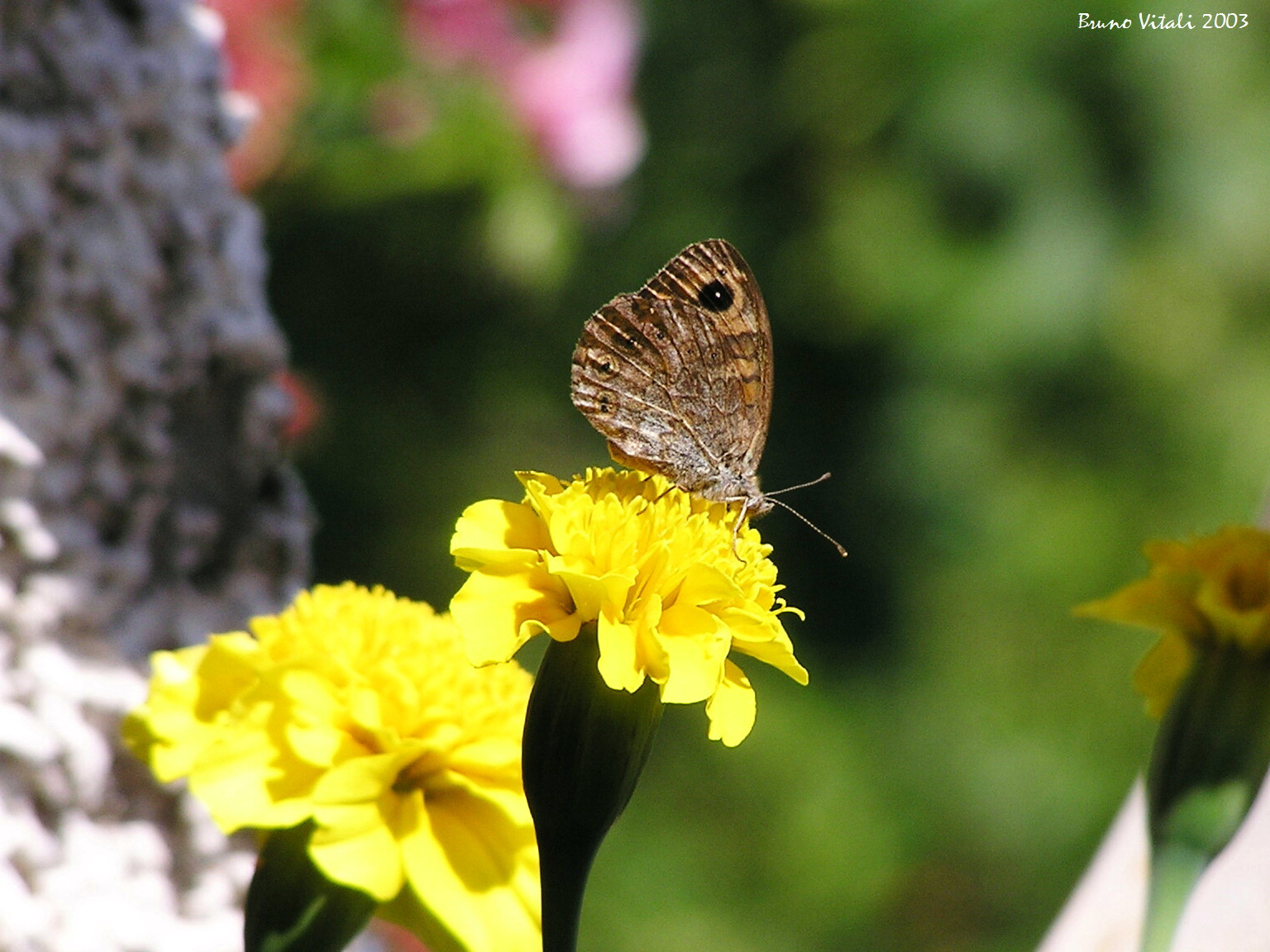 Satyrus ferula