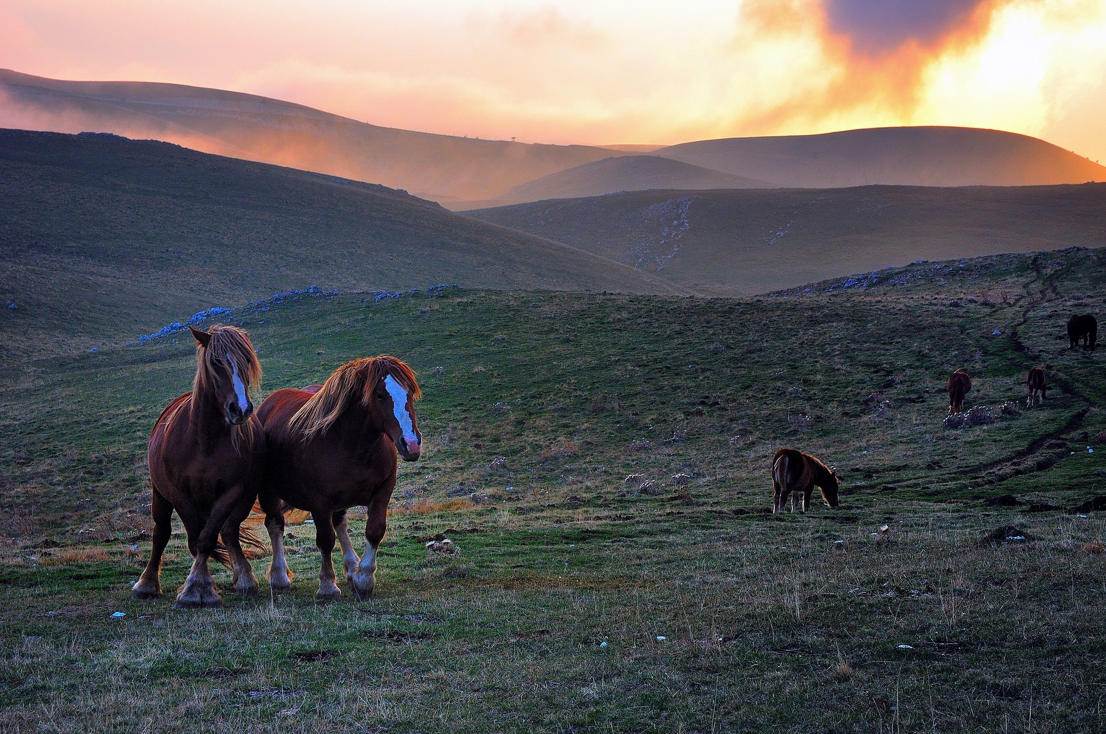 Campo Imperatore -  cavali