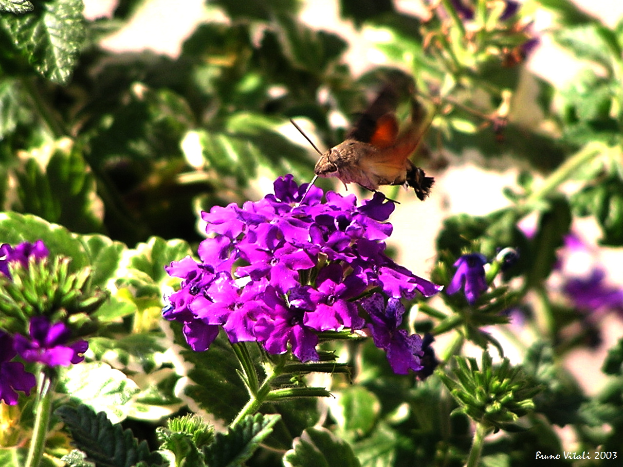 Macroglossum stellatarum Cogolo di Pejo