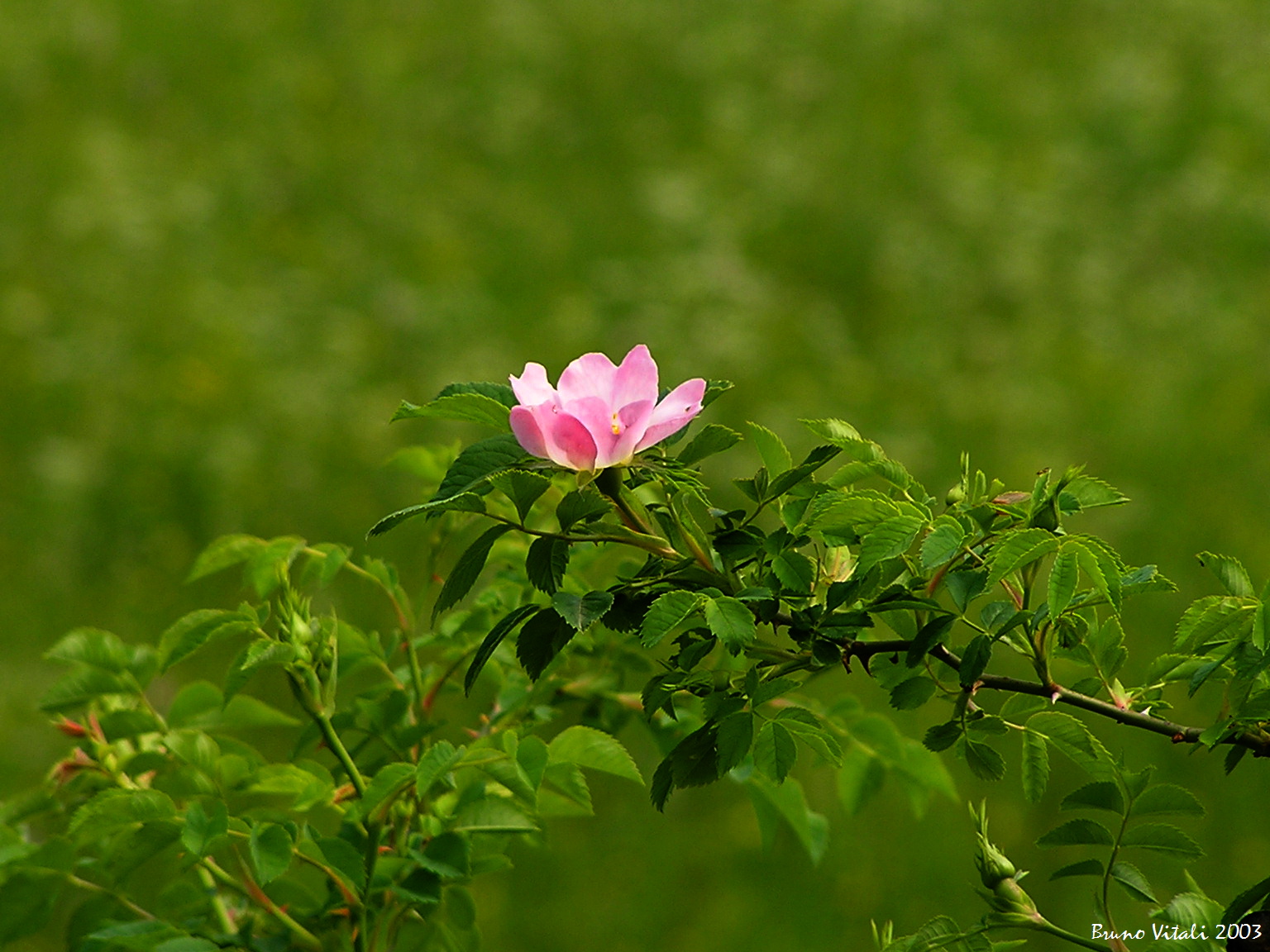 Rosa canina al Passo del rastrello