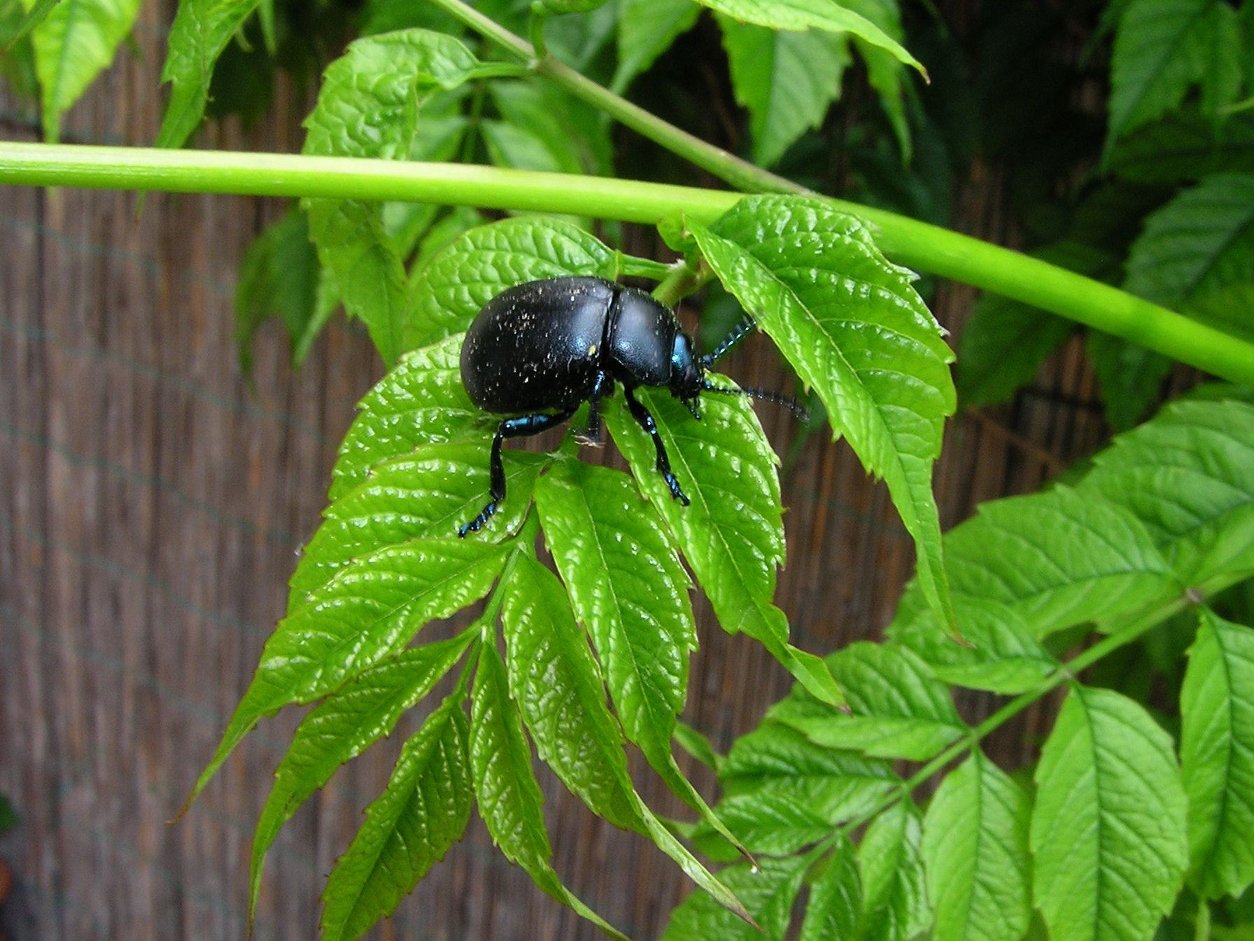 Timarcha tenebricosa