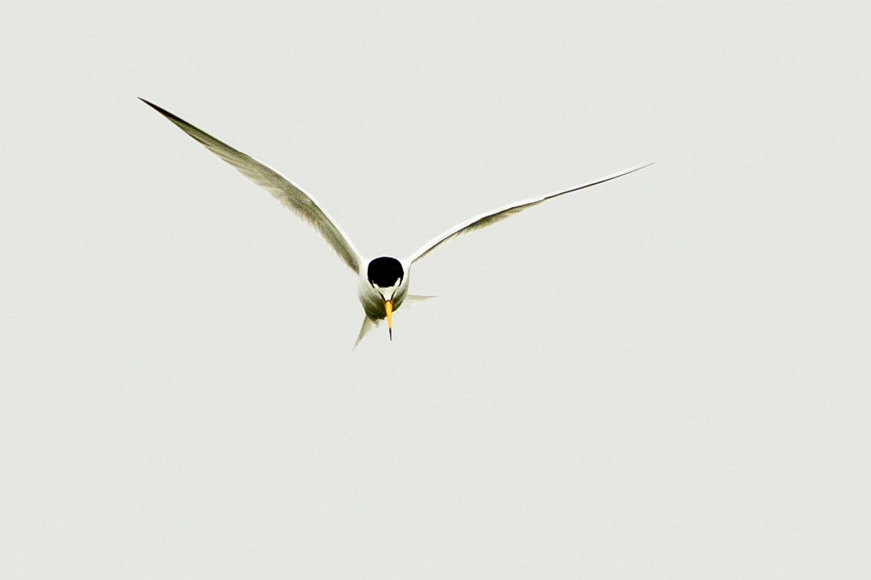 Little Tern
