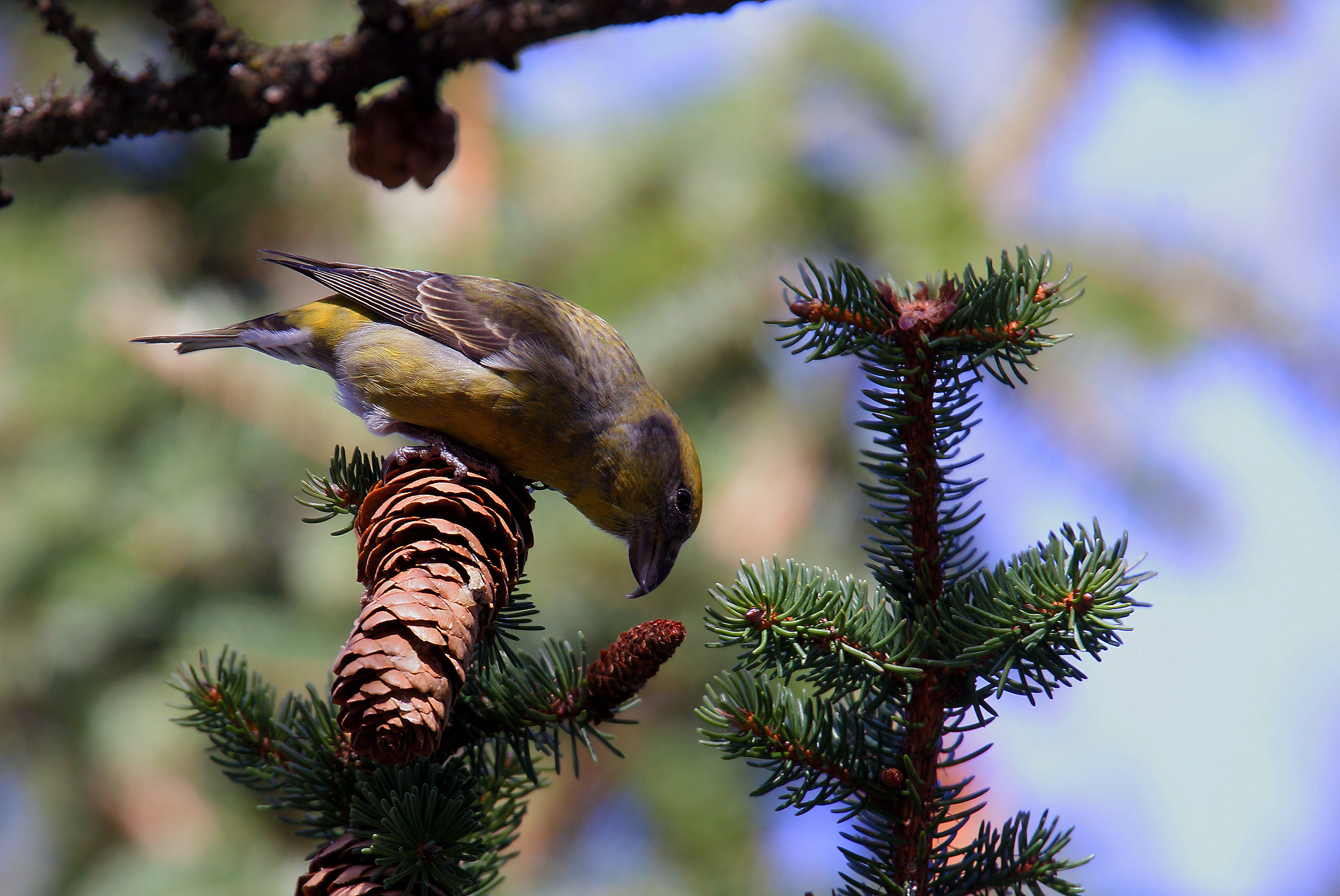 Cruises of FEM Pinewoods