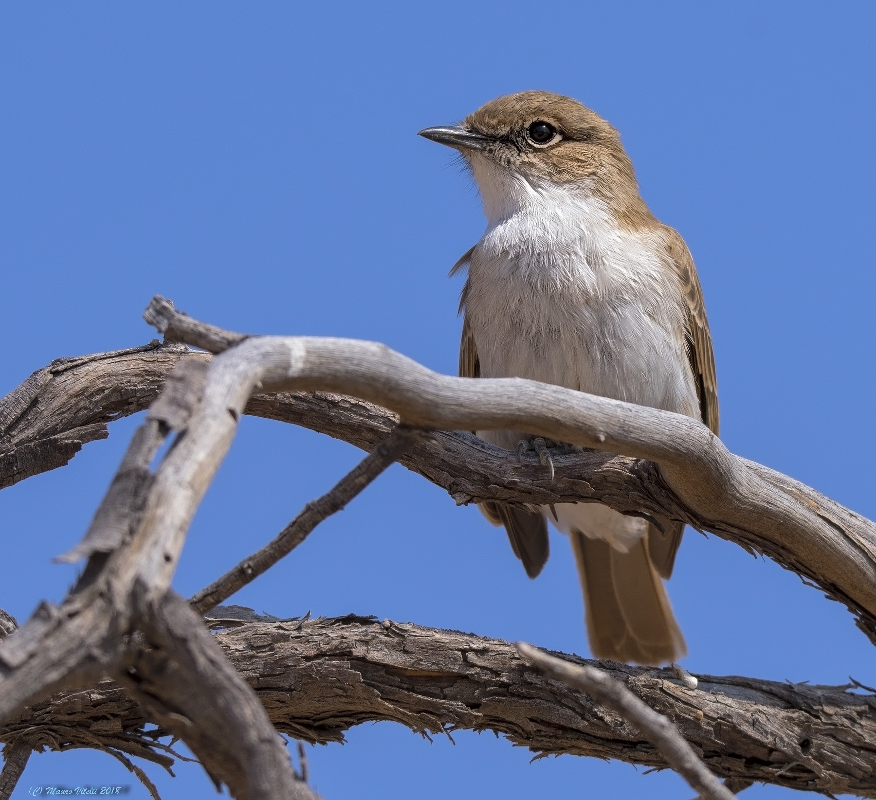 Marico Flycatcher (Bradornis mariquensis) Kalahari
