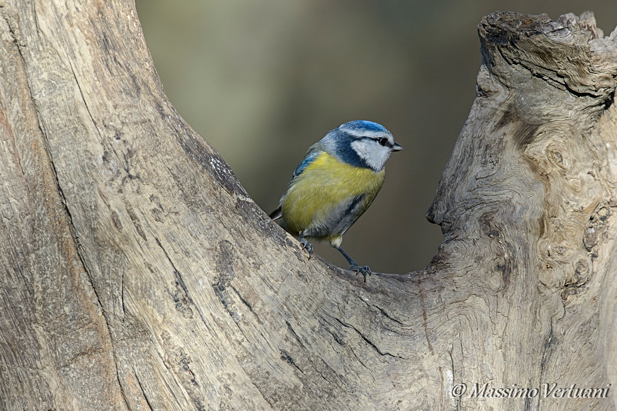Dentro una cornice naturale (Cinciarella)