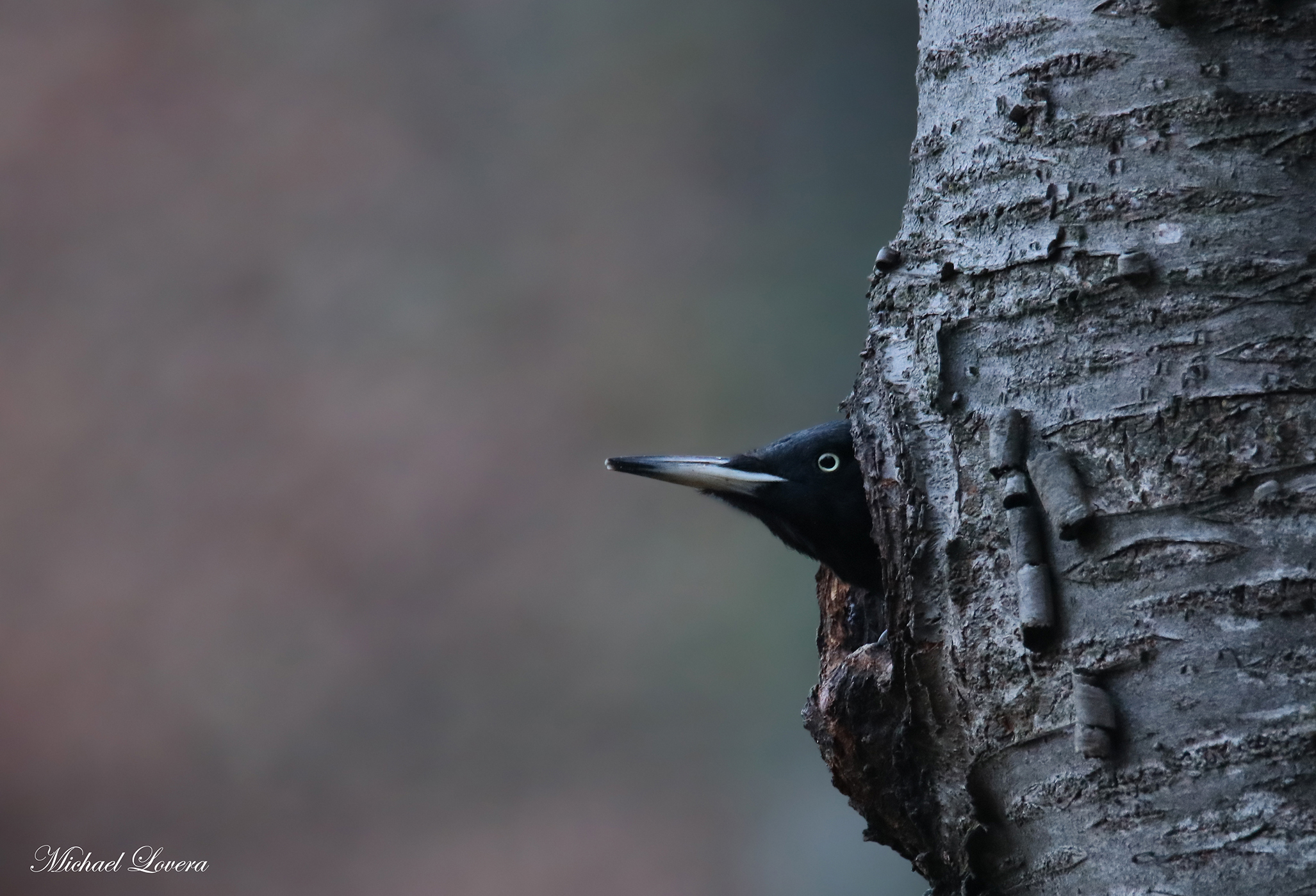 The Black woodpeckers on guard...