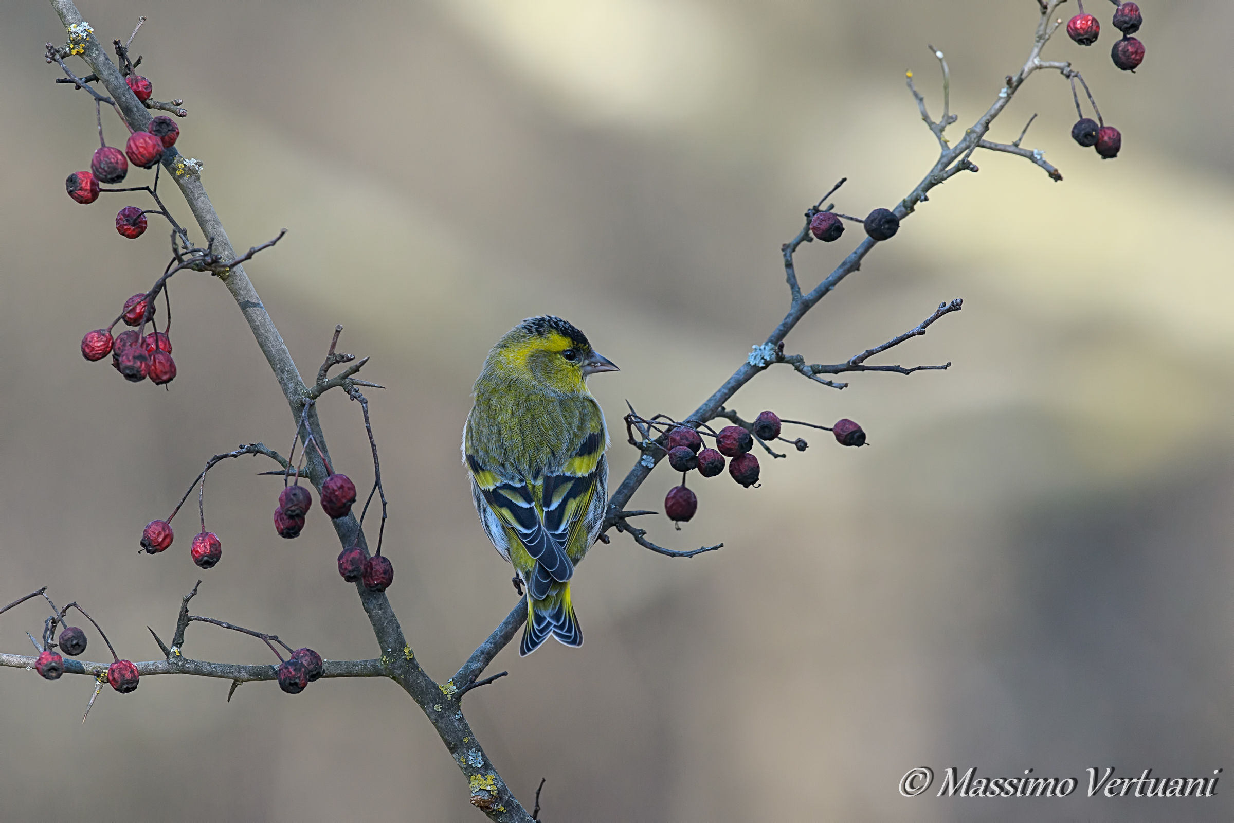 Siskin