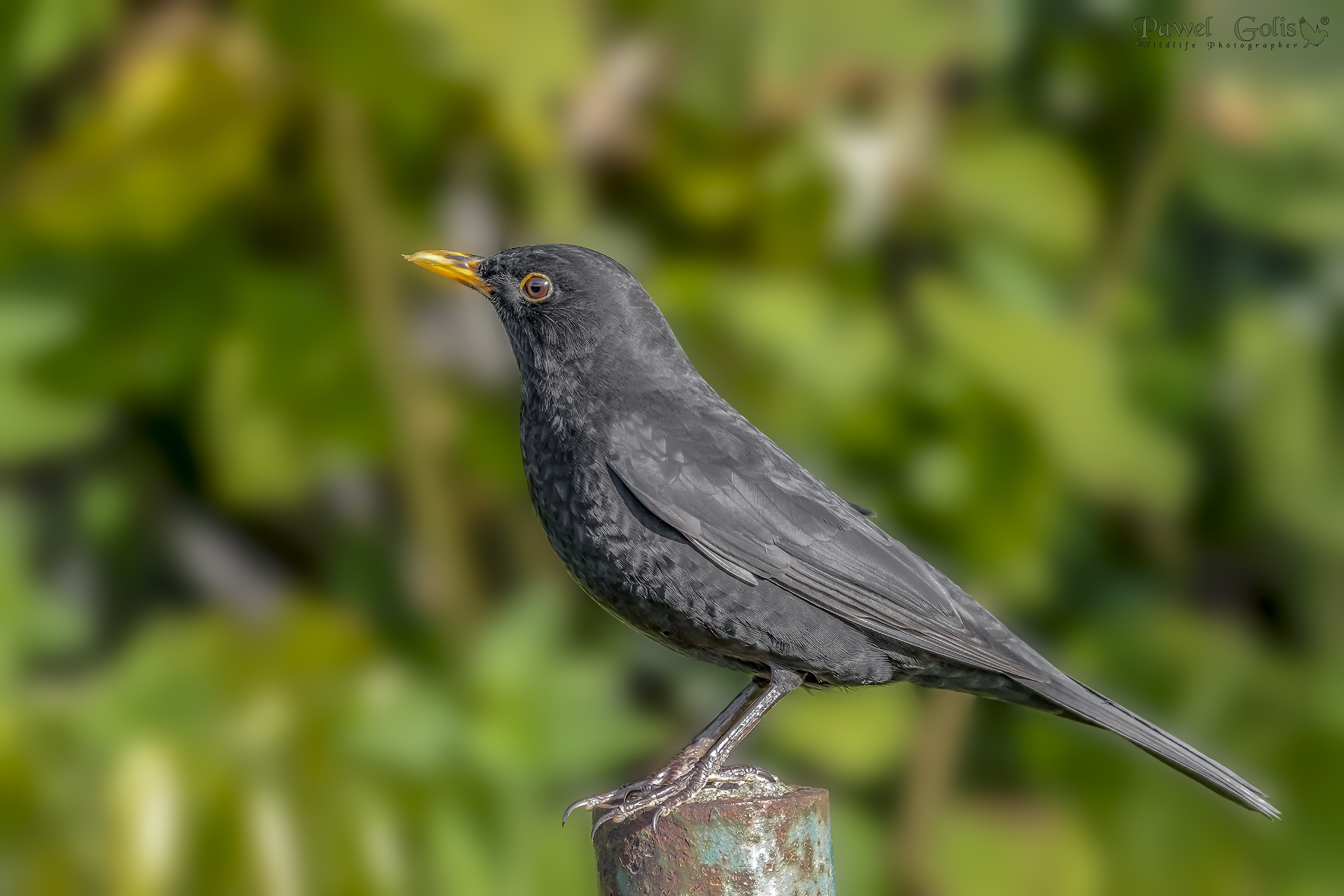 Comune Merlo (Merula di cacca)