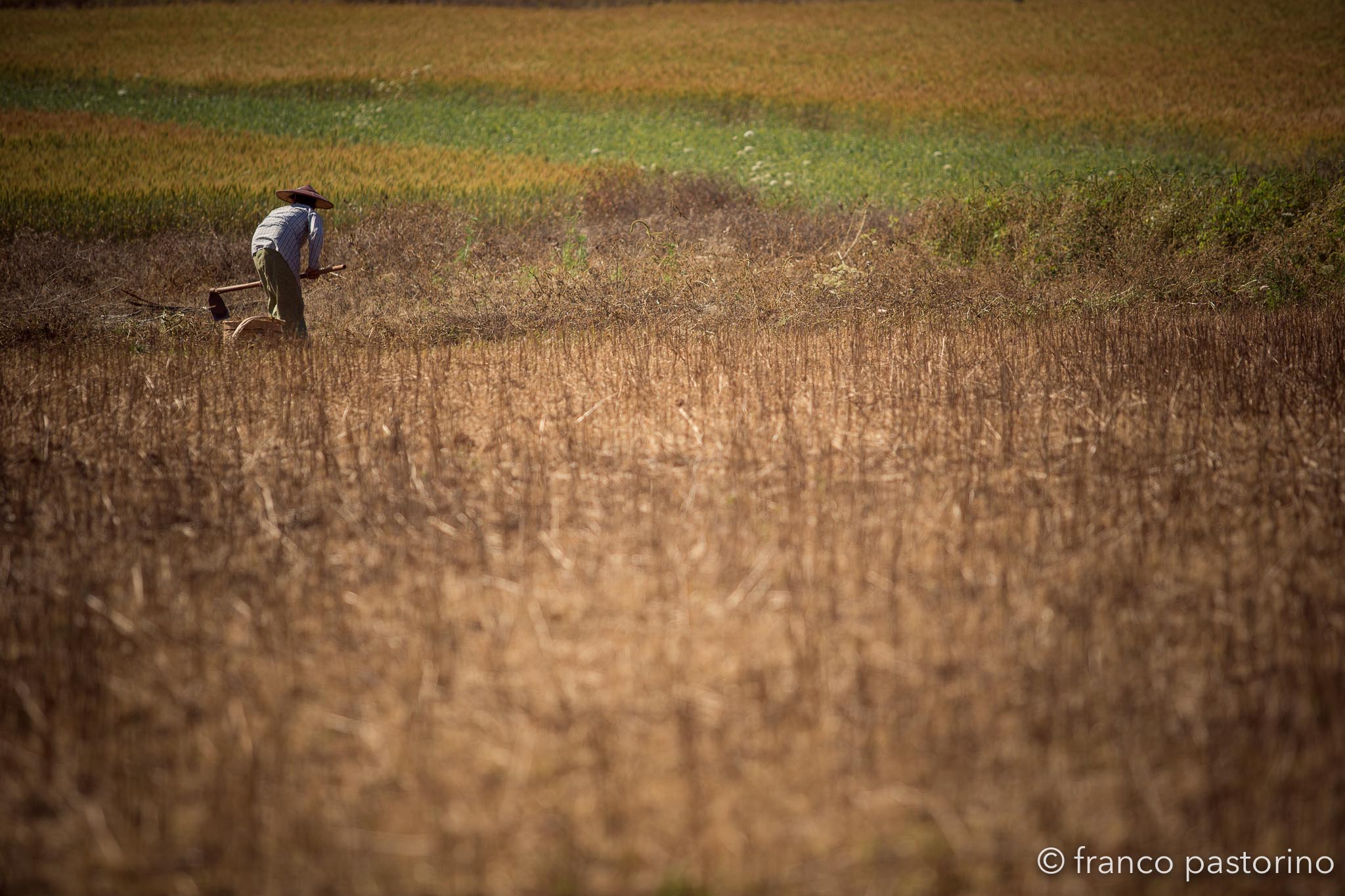 To work in the fields