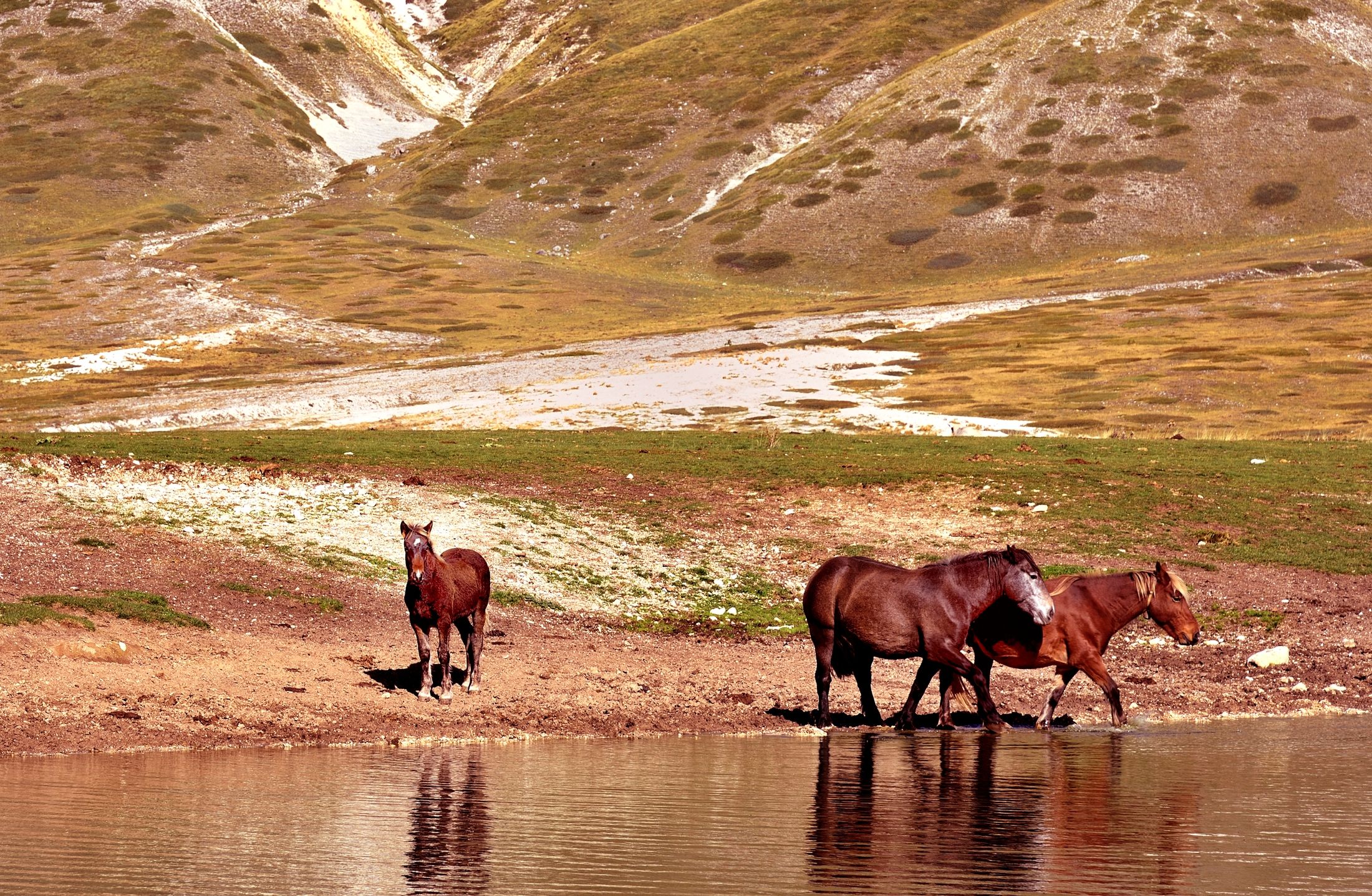 Campo Imperatore -  cavali