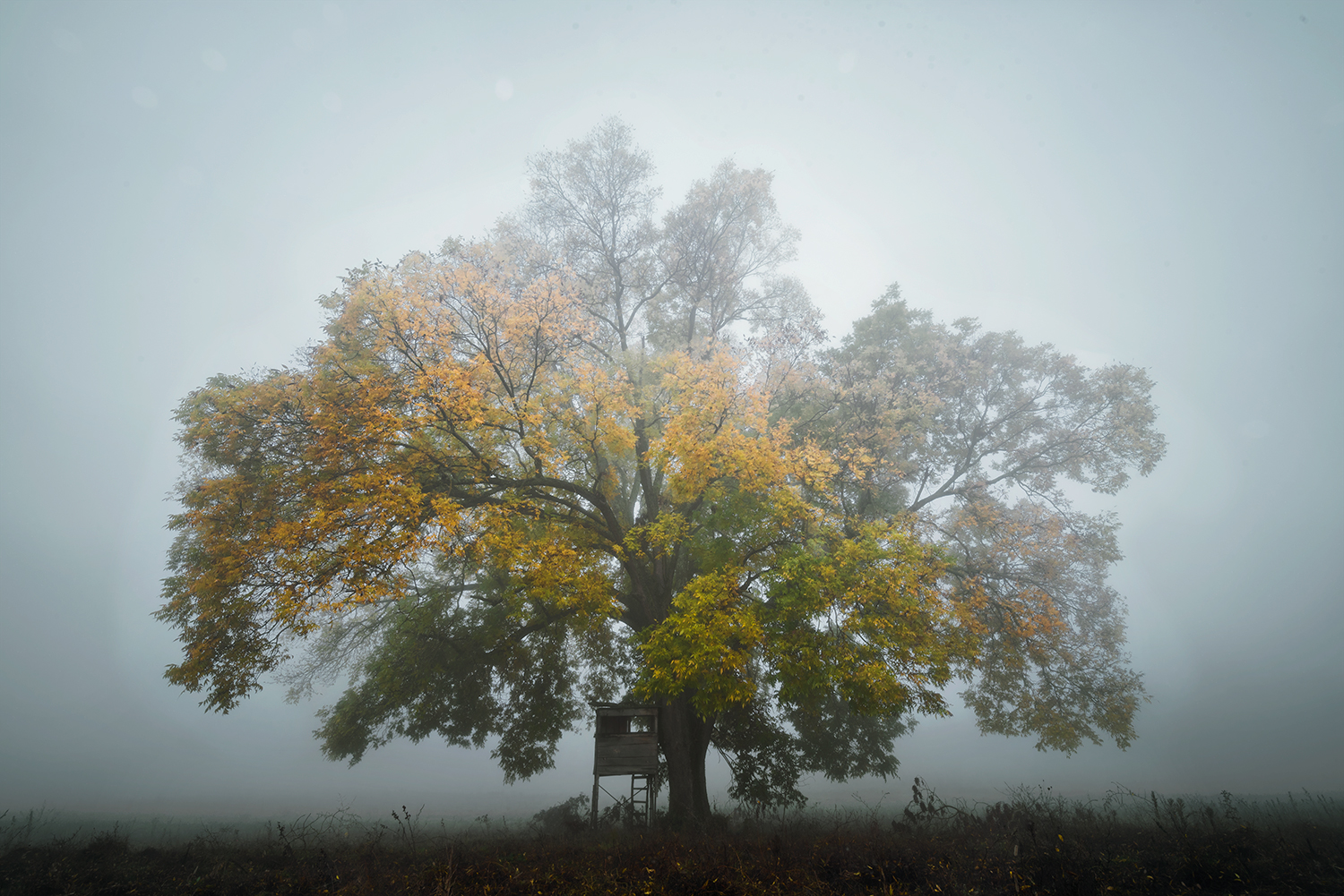 Emerge slowly from the fog