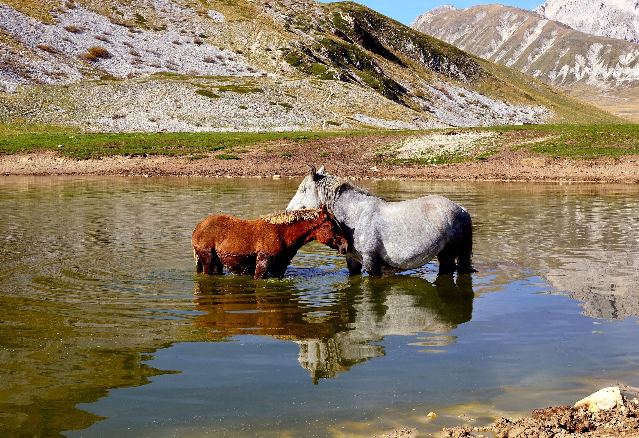Campo Imperatore -  cavali