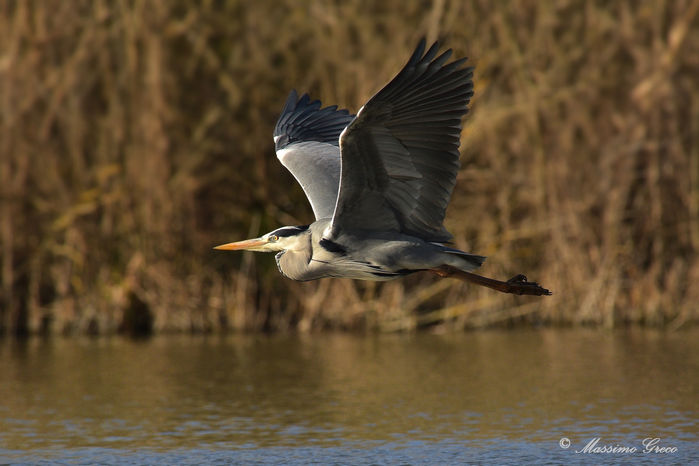 Grey Heron