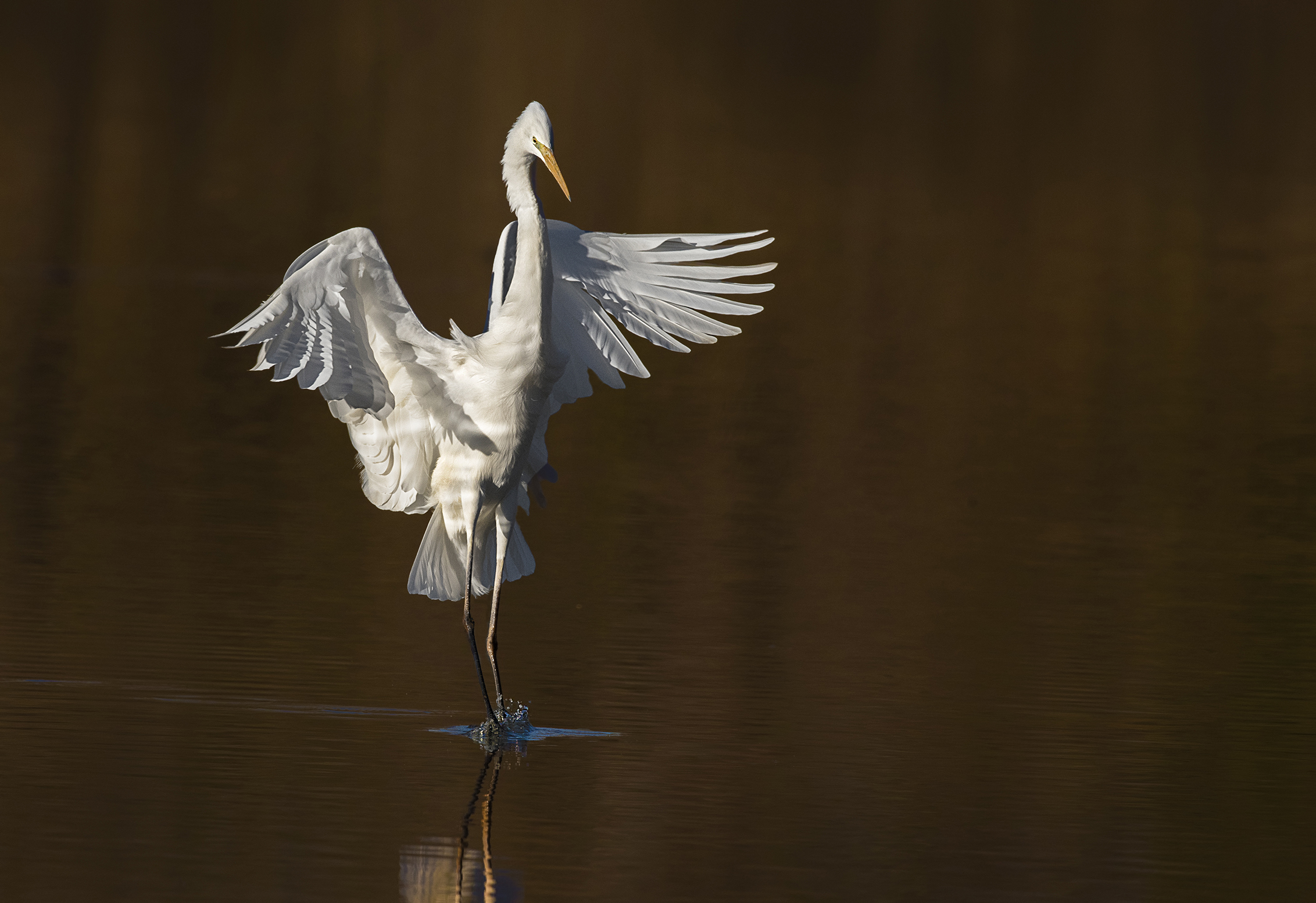 On the tip of... paws
