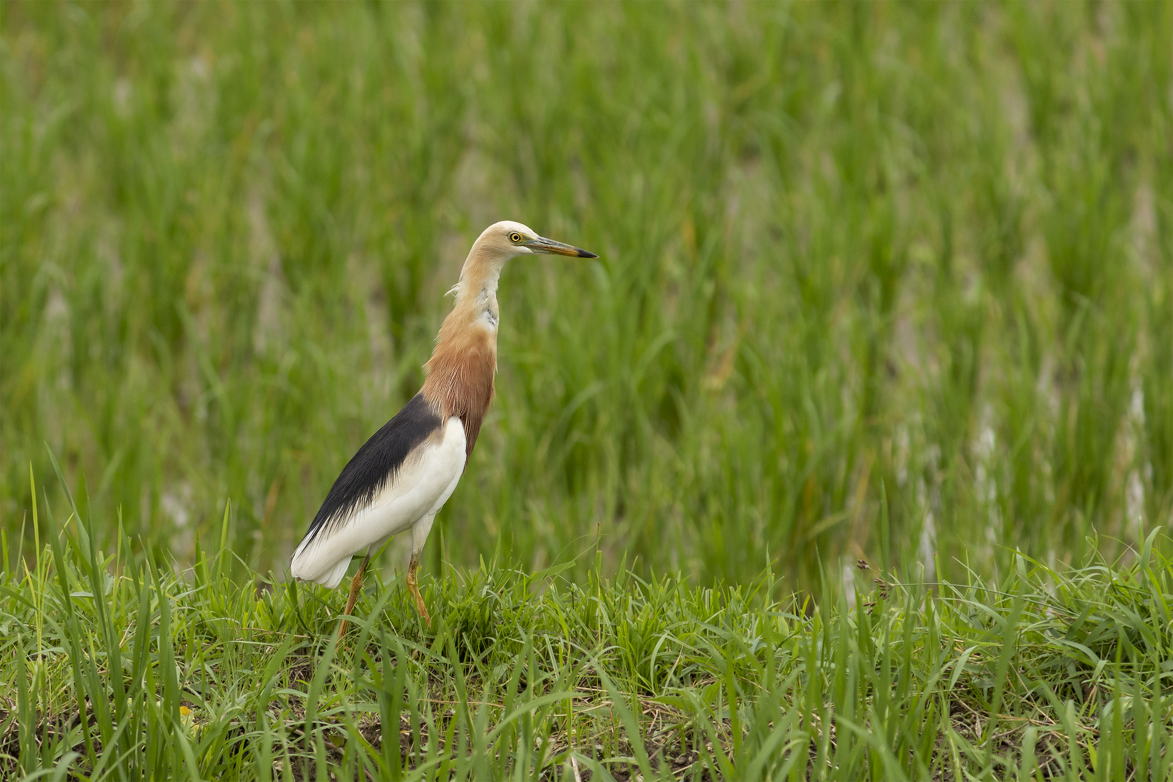 Sgarza di Giava e risaie