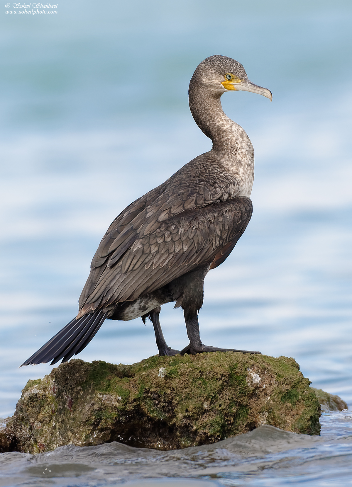 Great cormorant 2