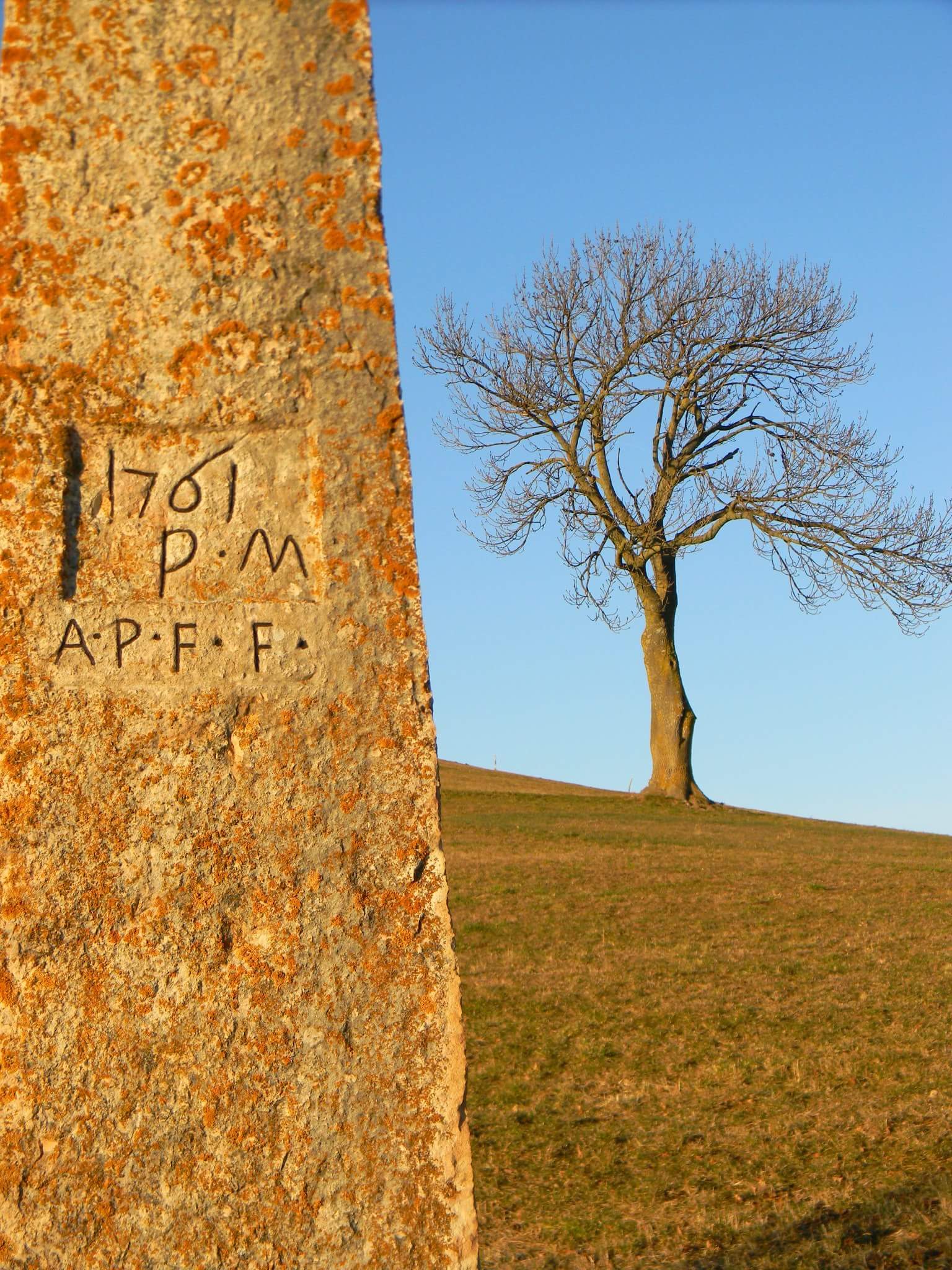 The Cross and the tree