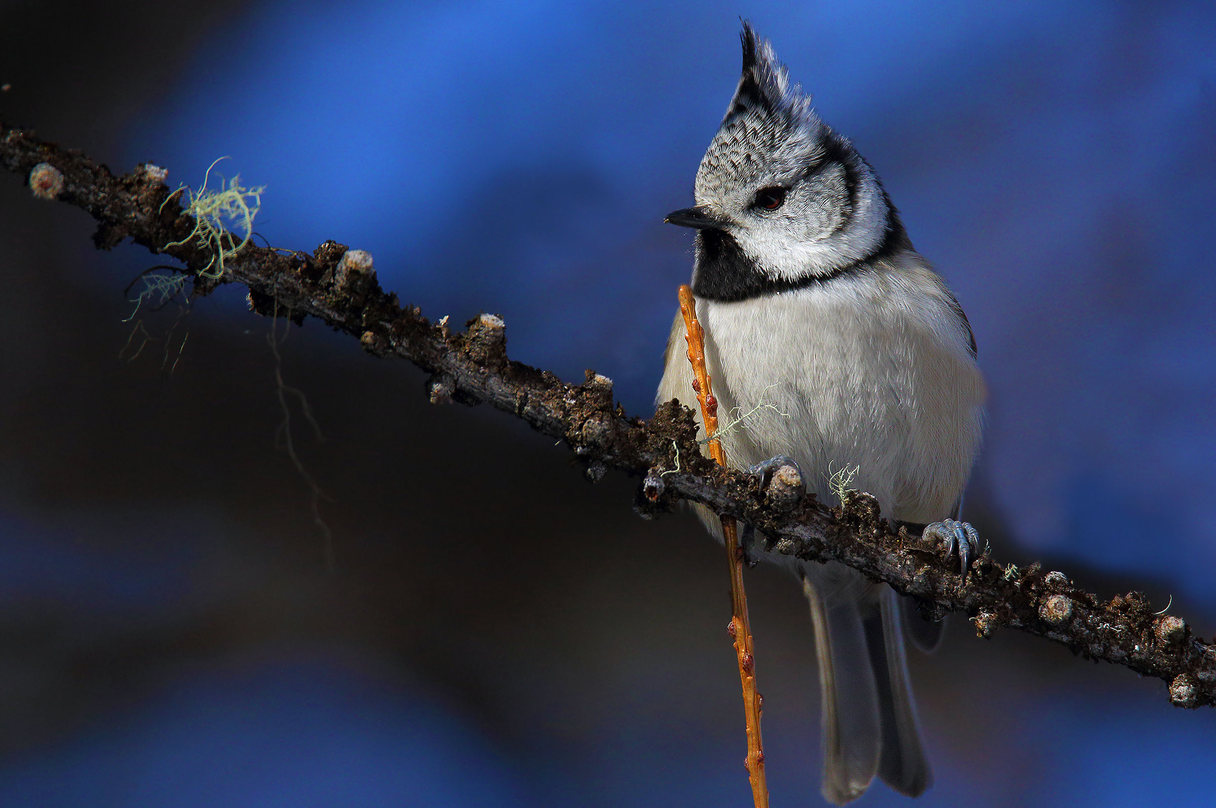 Cincia from the Tuam