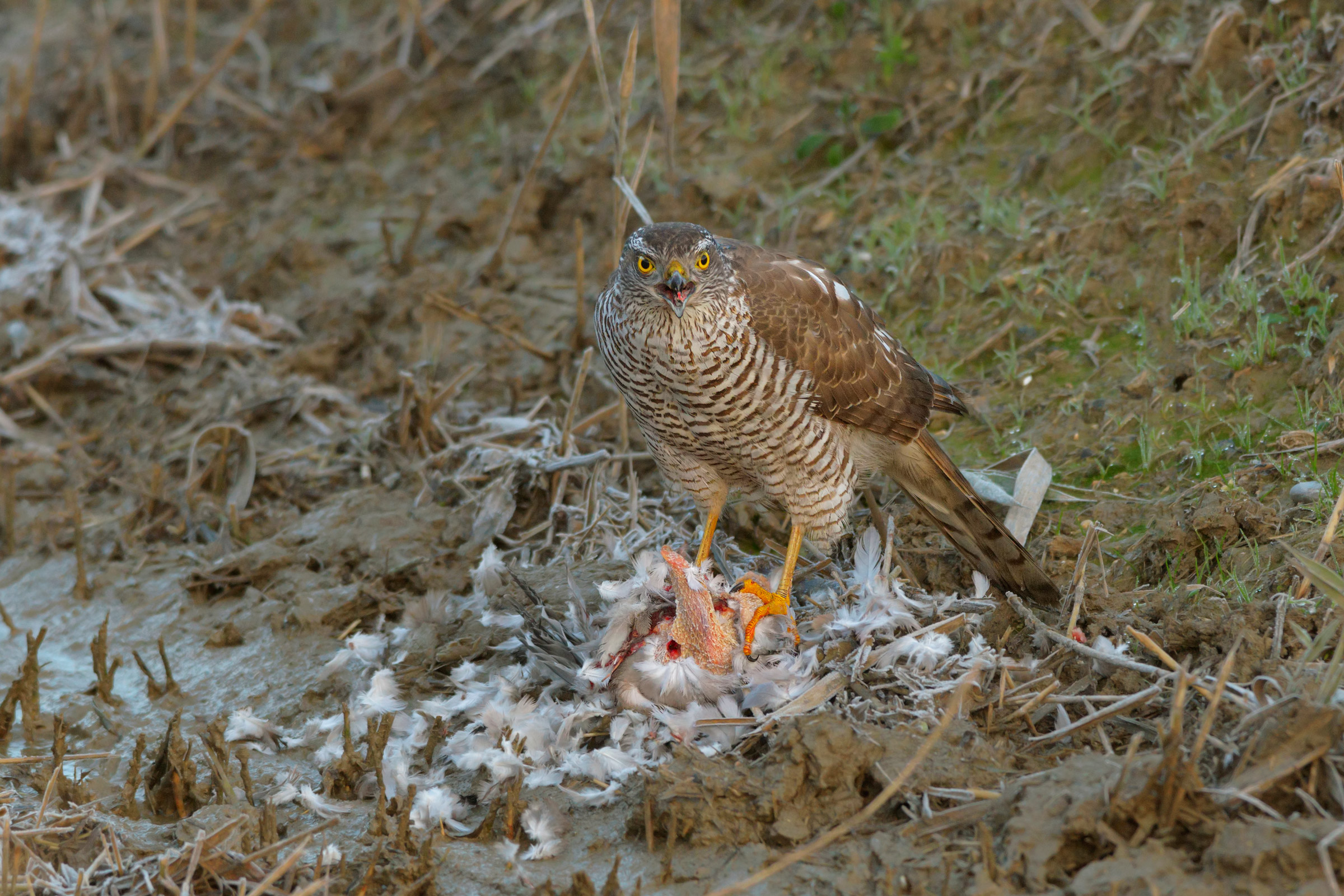 Sparviere with Prey.