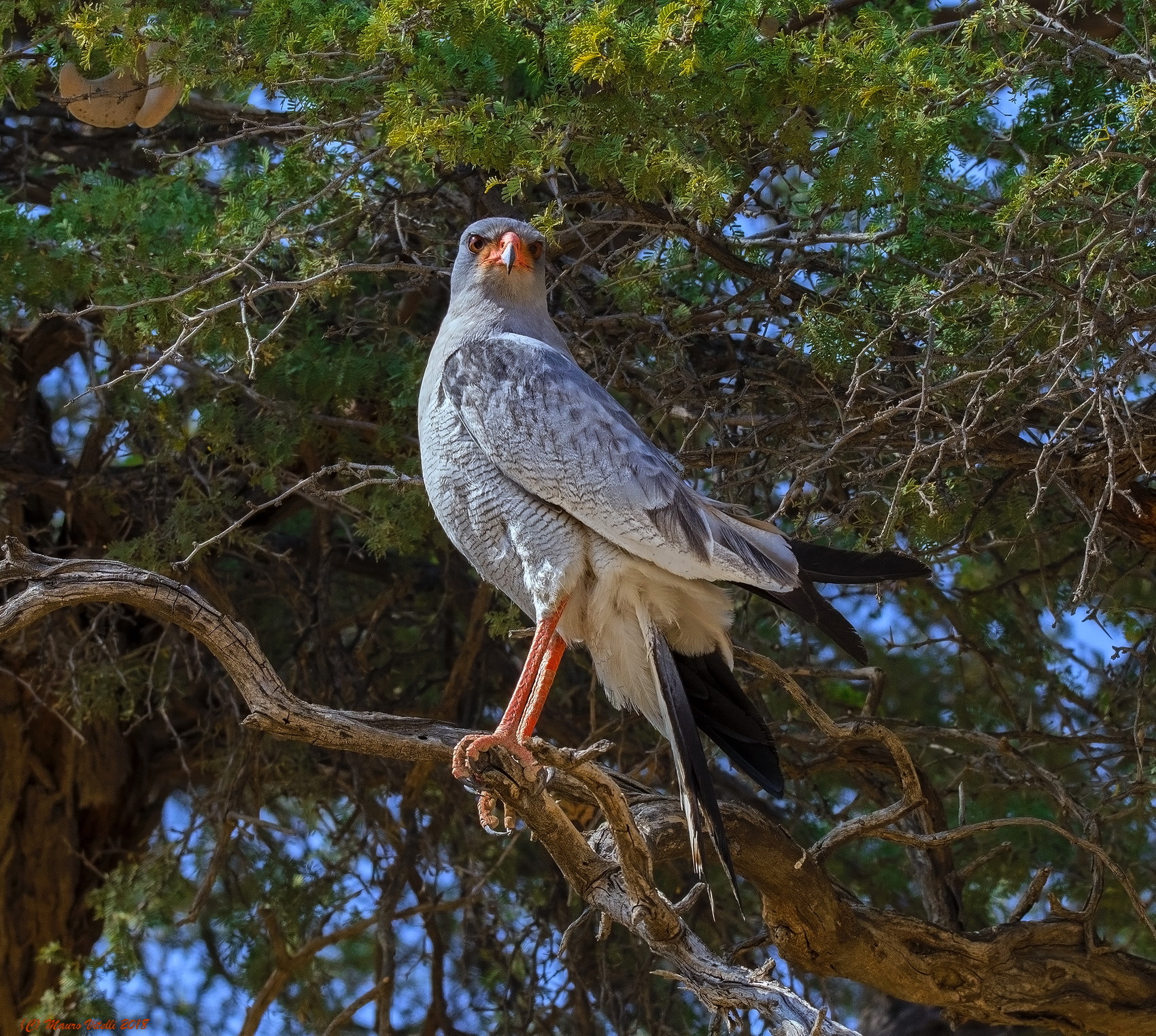 Pale Chanting Goshawk (Melierax canorus) Kalahari