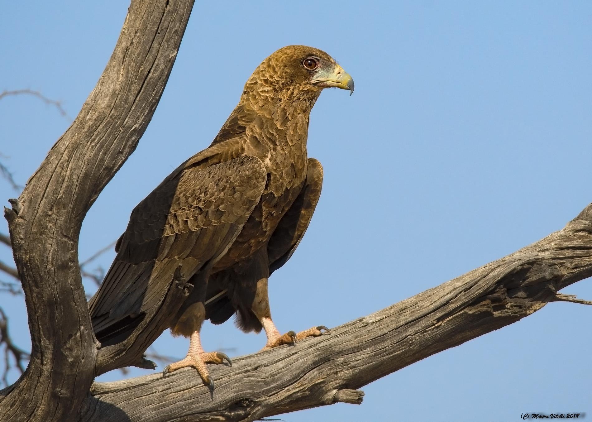 Giovane falco Giocoliere (Kalahari)