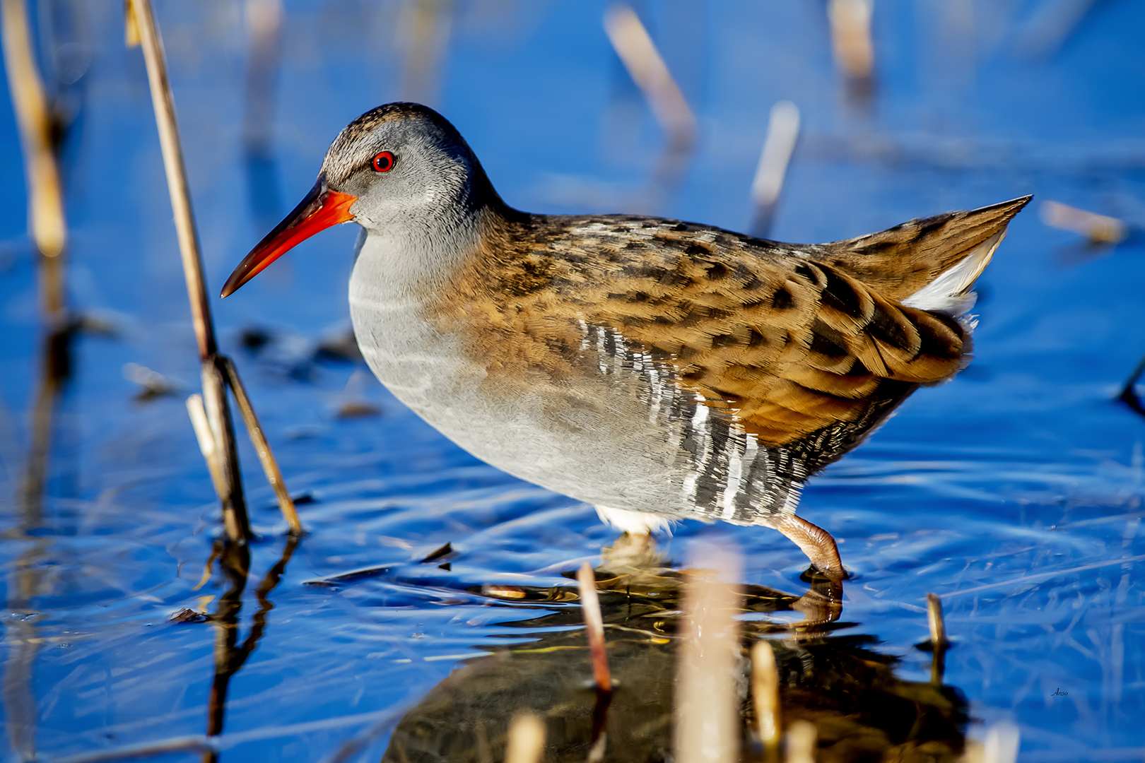 Water Rail